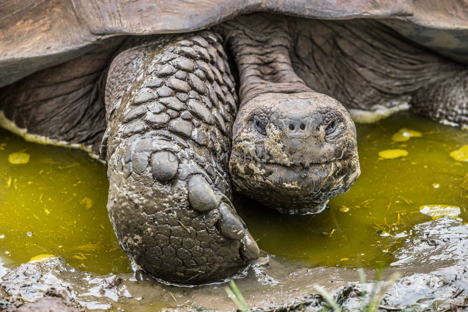 Galapagos Giant Tortoise on Santa Cruz Island in Galapagos Islands by Maridav