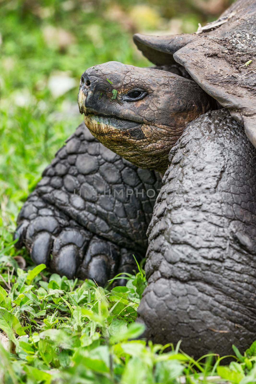 Galapagos Giant Tortoise walking on Santa Cruz Island in Galapagos Islands. Animals, nature and wildlife nature close up of tortoise in the highlands of Galapagos, Ecuador, South America.