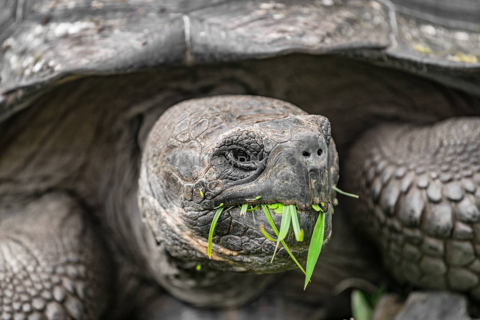 Galapagos Giant Tortoise eating grass on Santa Cruz Island in Galapagos Islands. Galapagos Tortoises are iconic to and only found Galapagos. Animals, nature and wildlife nature from Galapagos Islands.