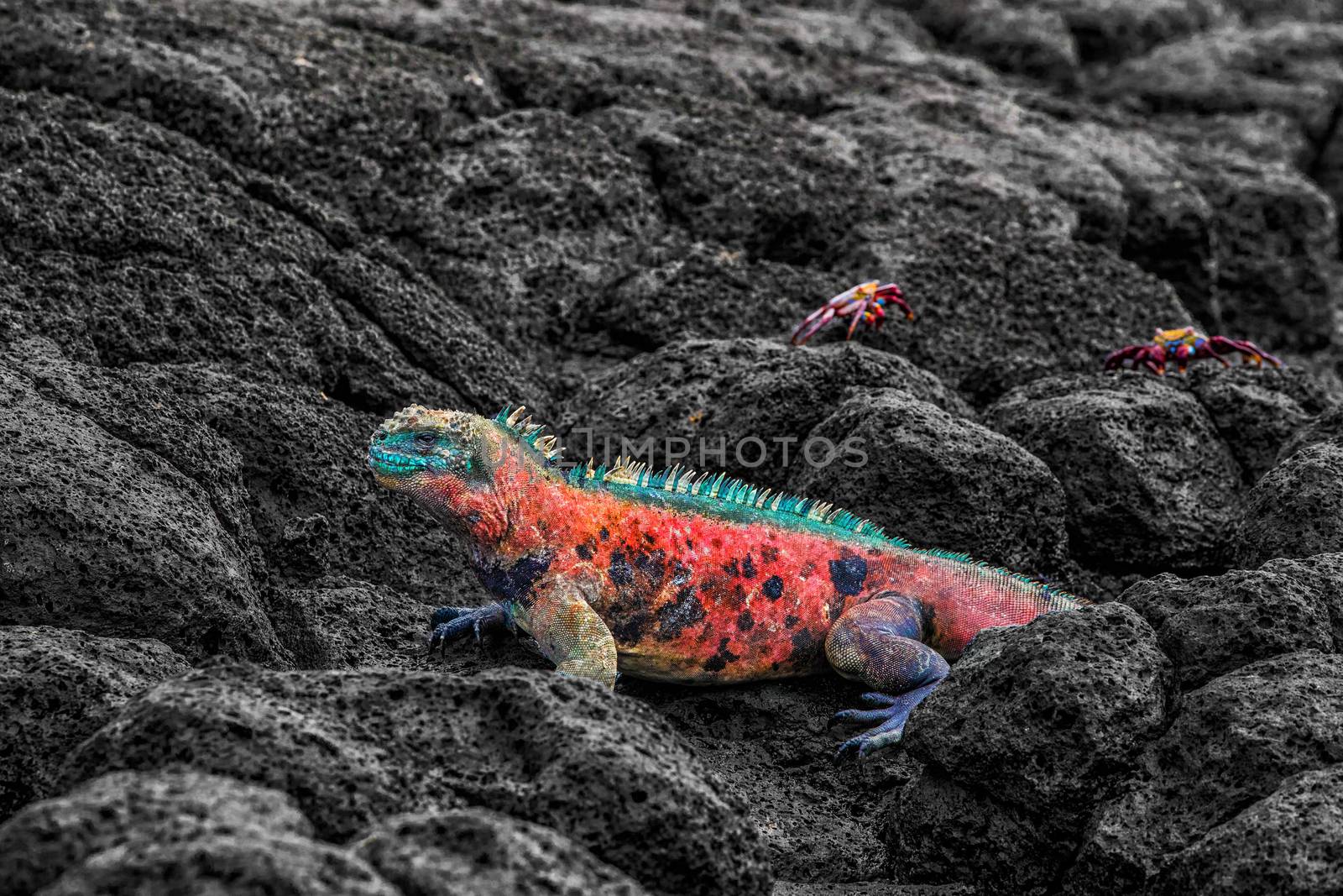 Christmas Iguana on Espanola Island on Galapagos Islands - Marine Iguana by Maridav