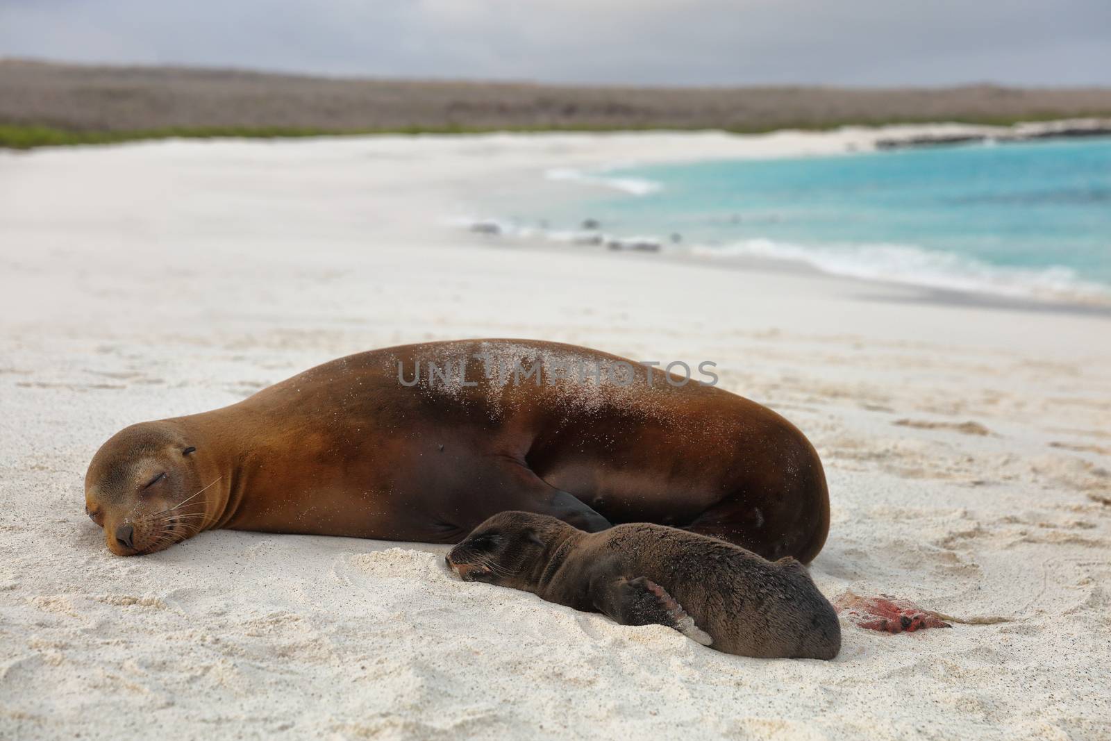 Galapagos islands animals. Newborn baby sea lion pup right after birth next to mother sea lion. Galapagos island cruise ship excursion Gardner Bay Beach, Espanola Island, Galapagos Islands, Ecuador.