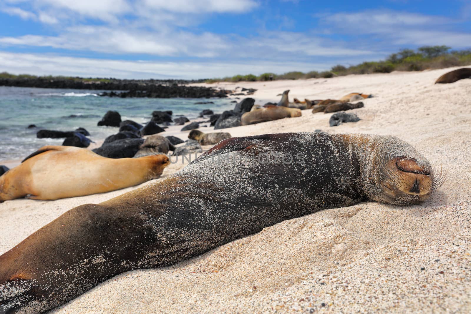 Galapagos Islands Animal wildlife nature: Sea Lions in sand lying on beach on Gardner Bay Beach, Espanola Island, Galapagos Islands, Ecuador, South America.