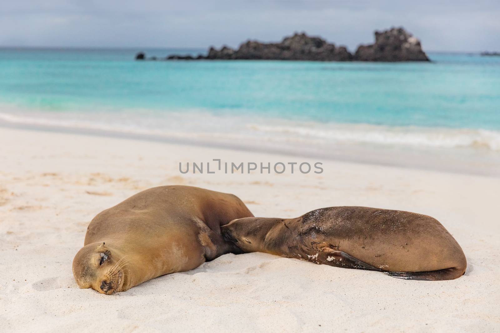 Galapagos islands wildlife sea lion pup breastfeeding closeup of female sea lion by Maridav