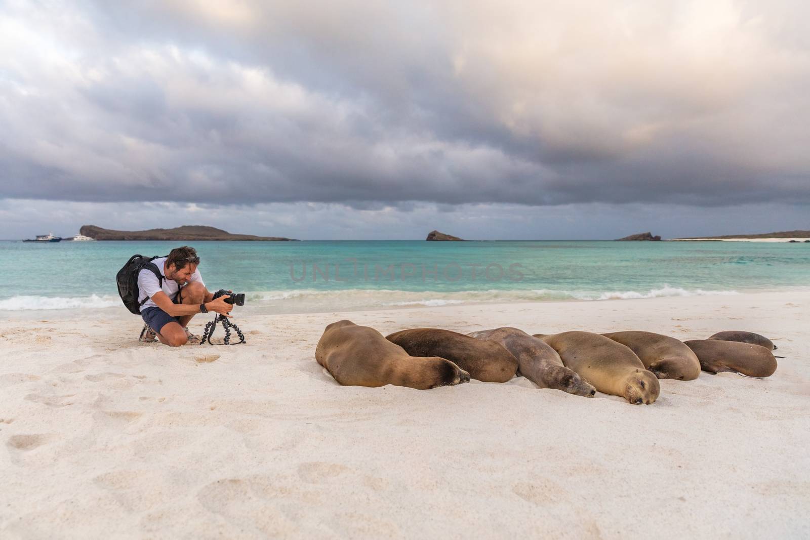 Photographer tourist Galapagos Sea Lion in sand on beach on Galapagos Islands by Maridav