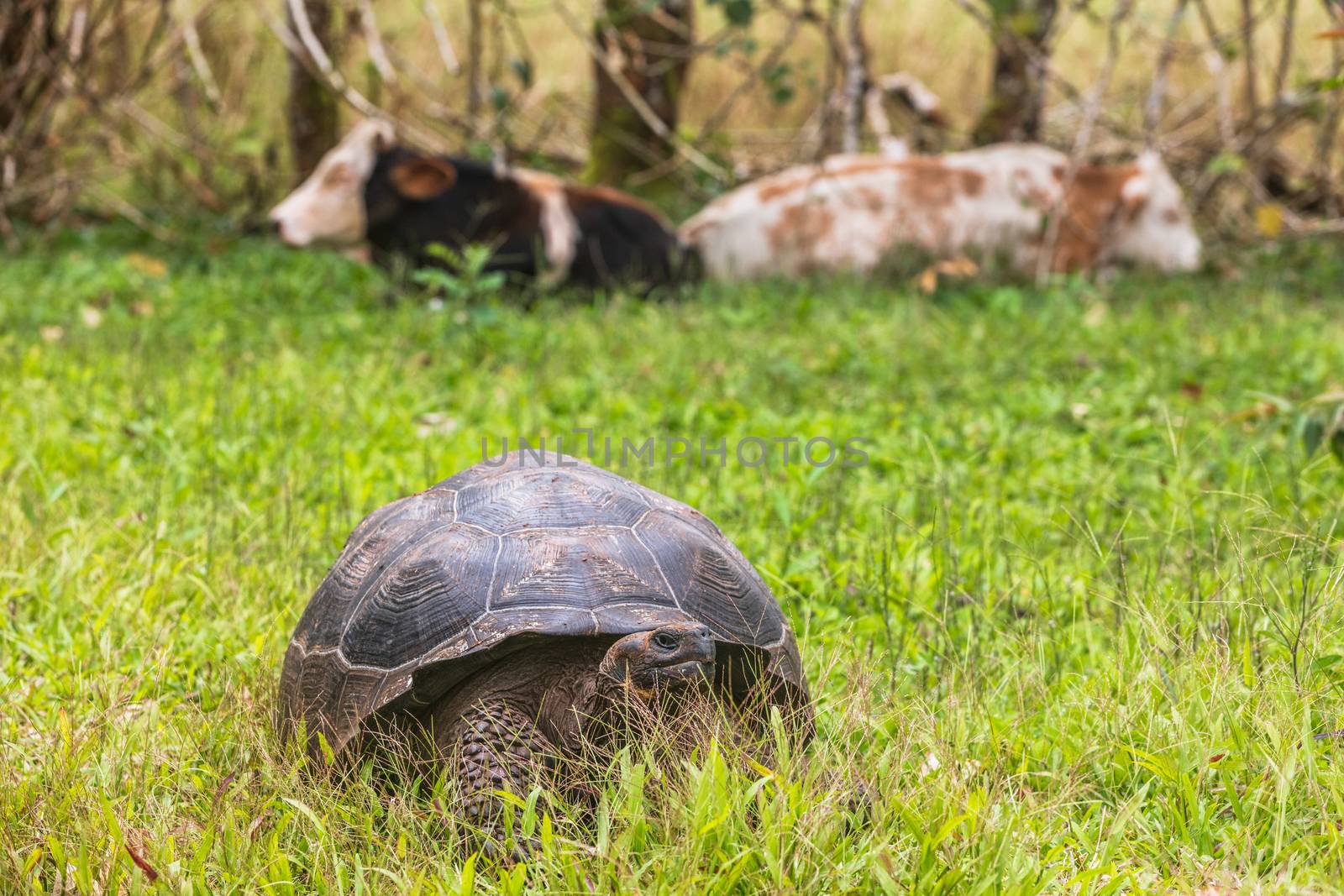 Galapagos Giant Tortoise And Cows on Santa Cruz Island in Galapagos Islands by Maridav