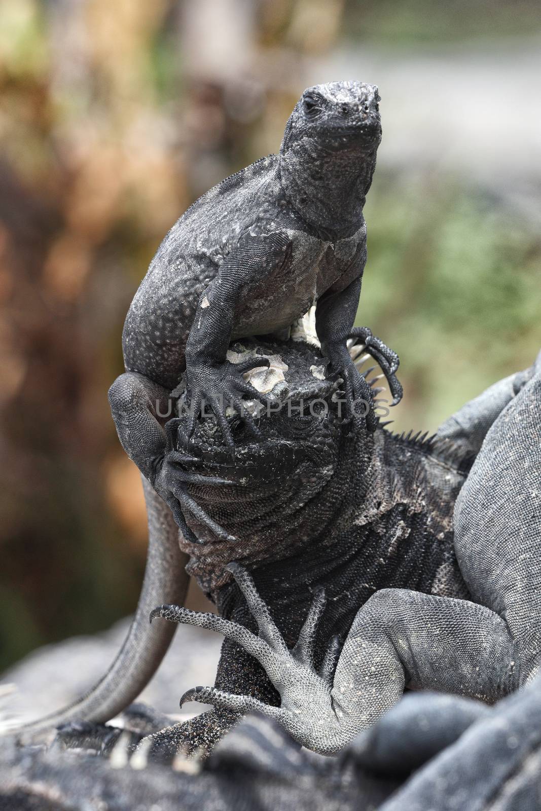 Galapagos funny animals - Marine Iguana with smaller marine iguana on its head by Maridav