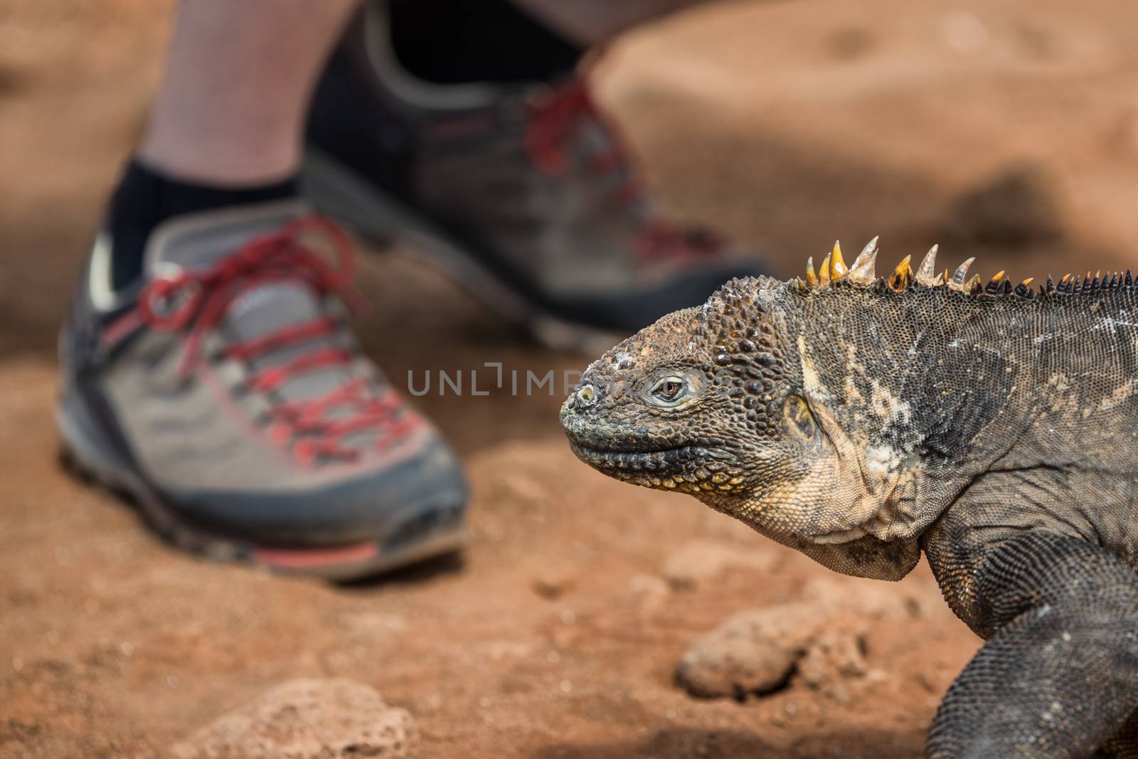 Galapagos Land Iguana by tourist hiker on North Seymour Island Galapagos Islands by Maridav