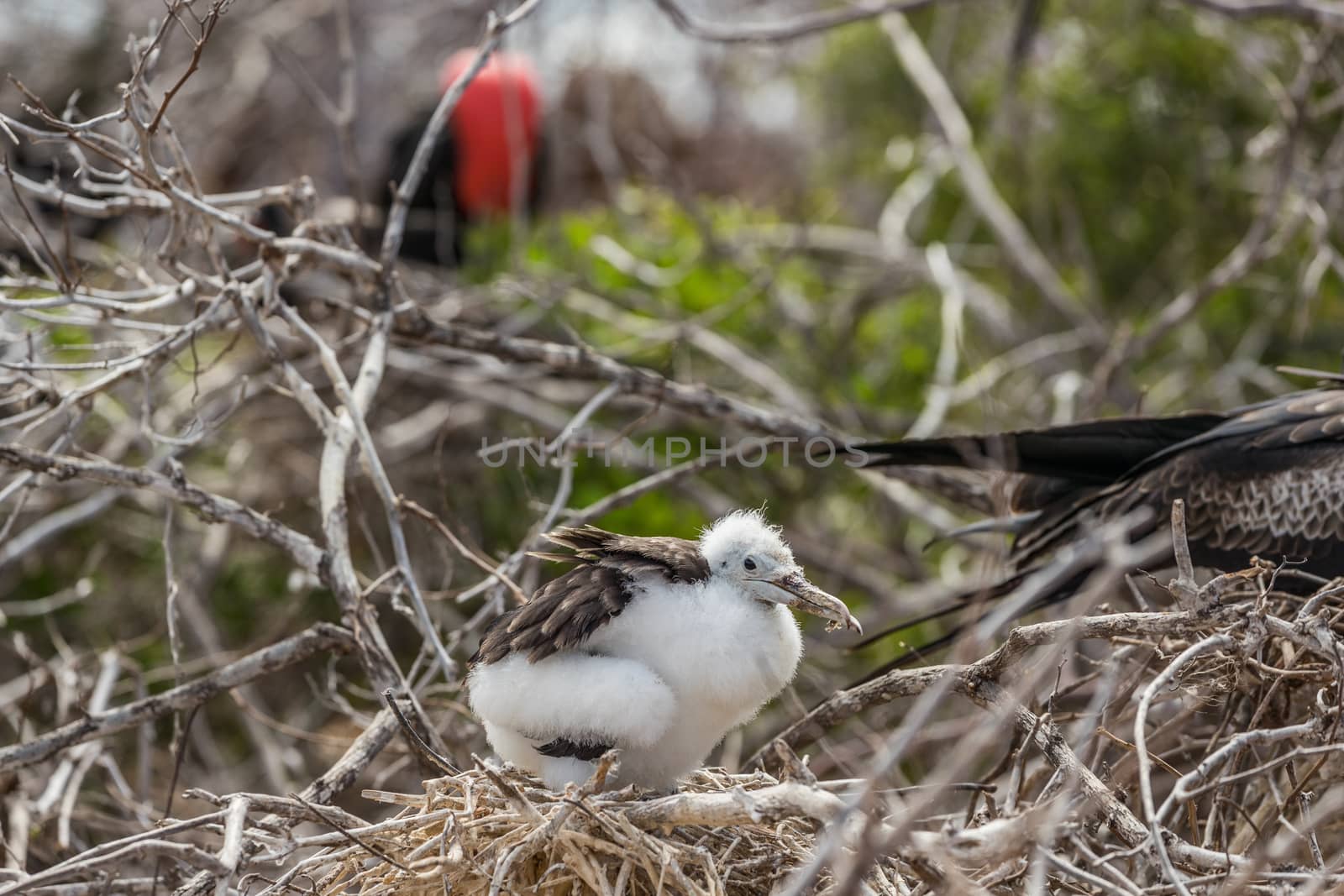 Frigatebird on Galapagos islands. Juvenile Magnificent Frigate-bird chick in birds nest, North Seymour Island, Galapagos Islands. Male frigate bird with inflated red neck gular pouch in background