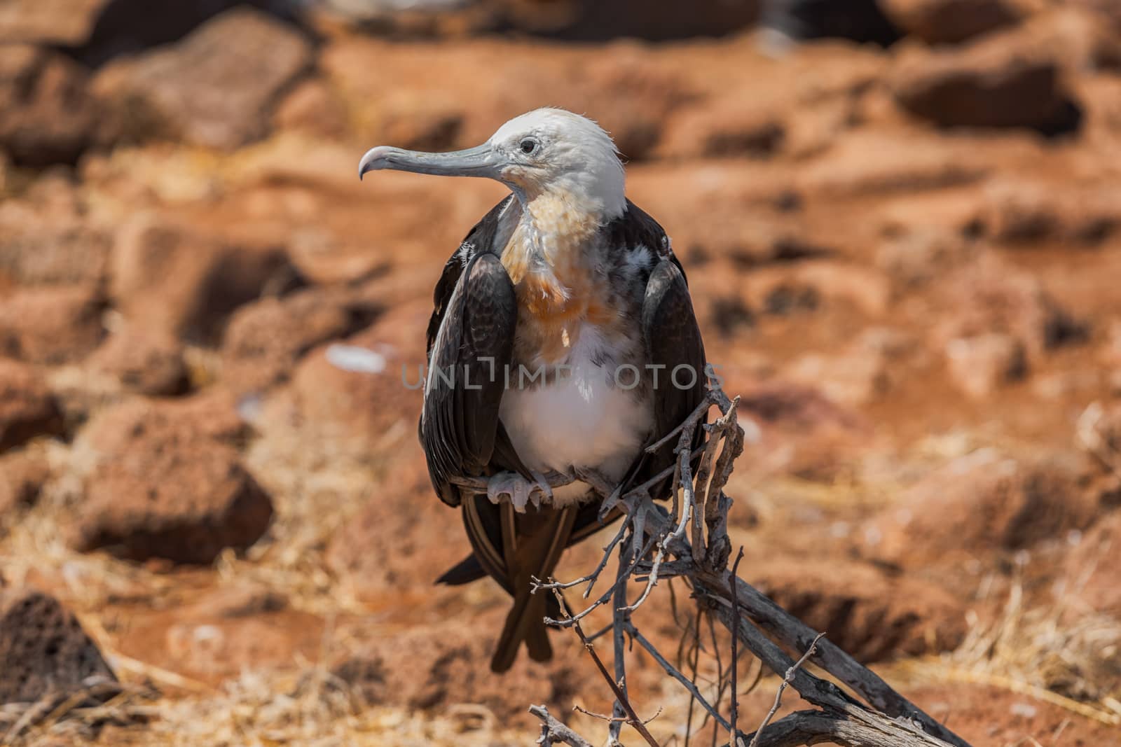 Frigatebird on Galapagos islands. Female Magnificent Frigate-bird on North Seymour Island, Galapagos Islands.