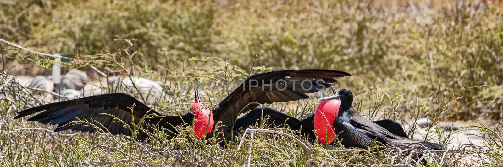 Frigatebird on Galapagos islands. Magnificent Frigate-birds on North Seymour Island, Galapagos by Maridav