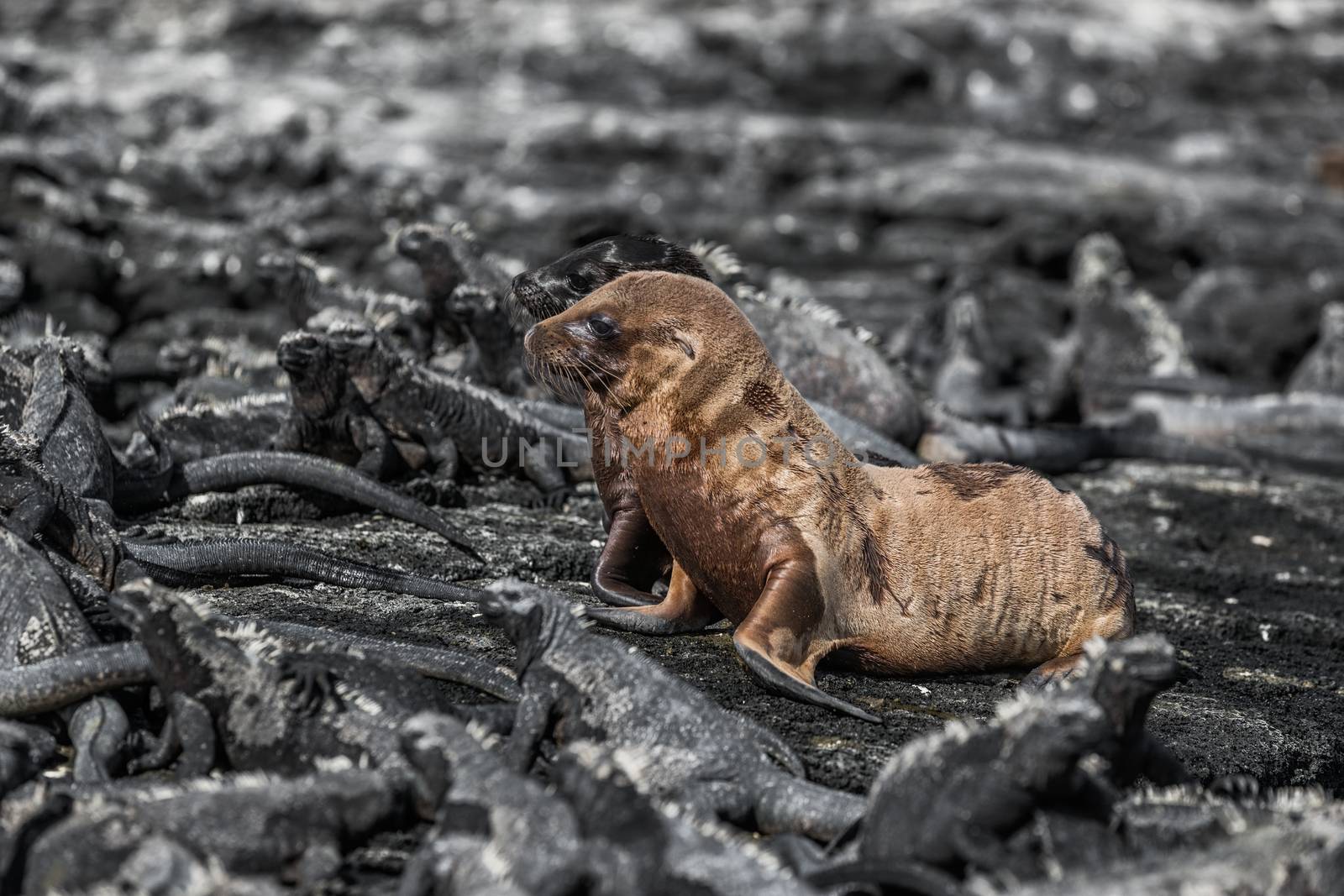 Galapagos animals - Baby Galapagos Sea lions pups and Marine Iguanas by Maridav