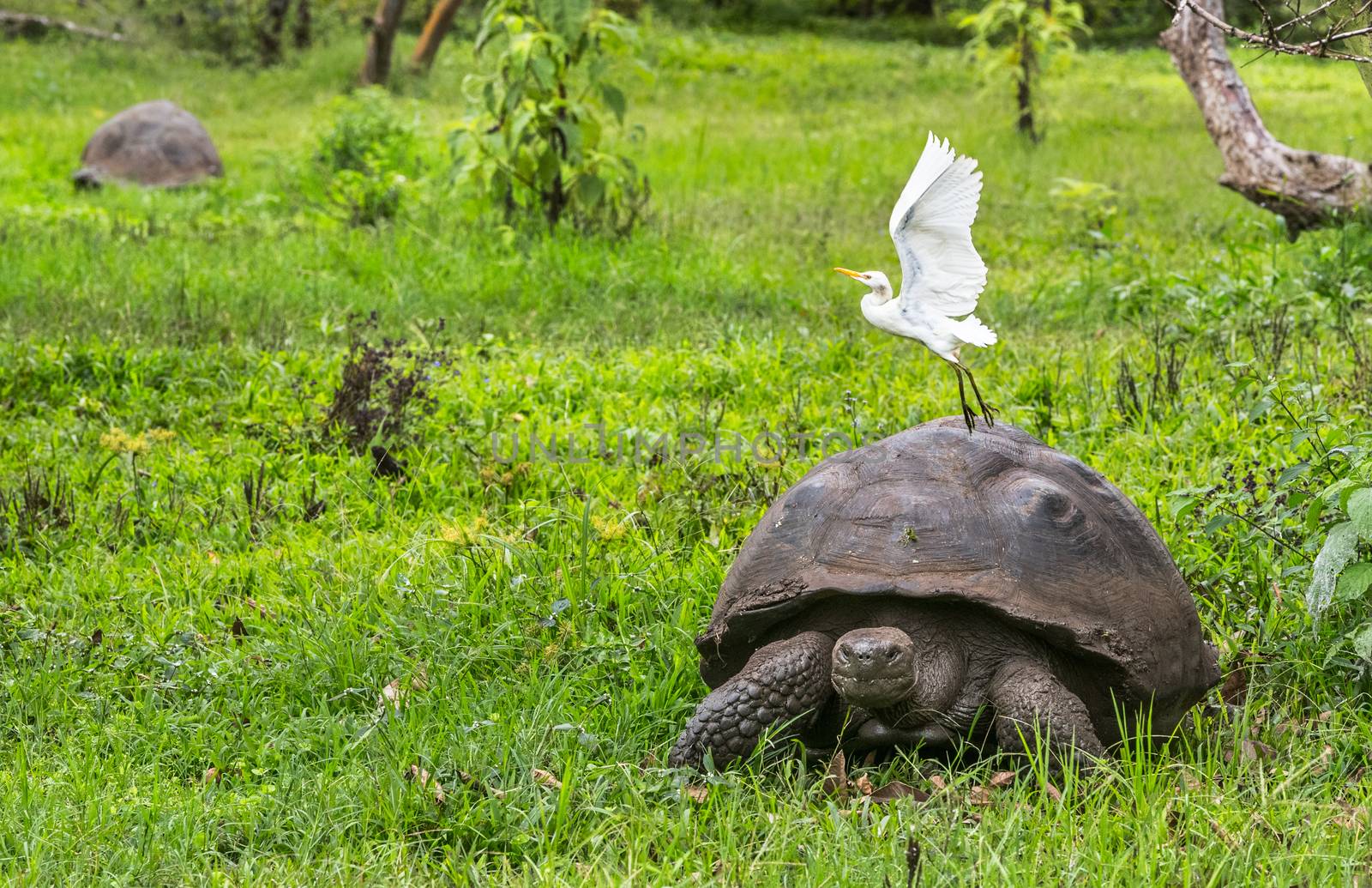 Galapagos Giant Tortoise with egret on Santa Cruz Island in Galapagos Islands by Maridav