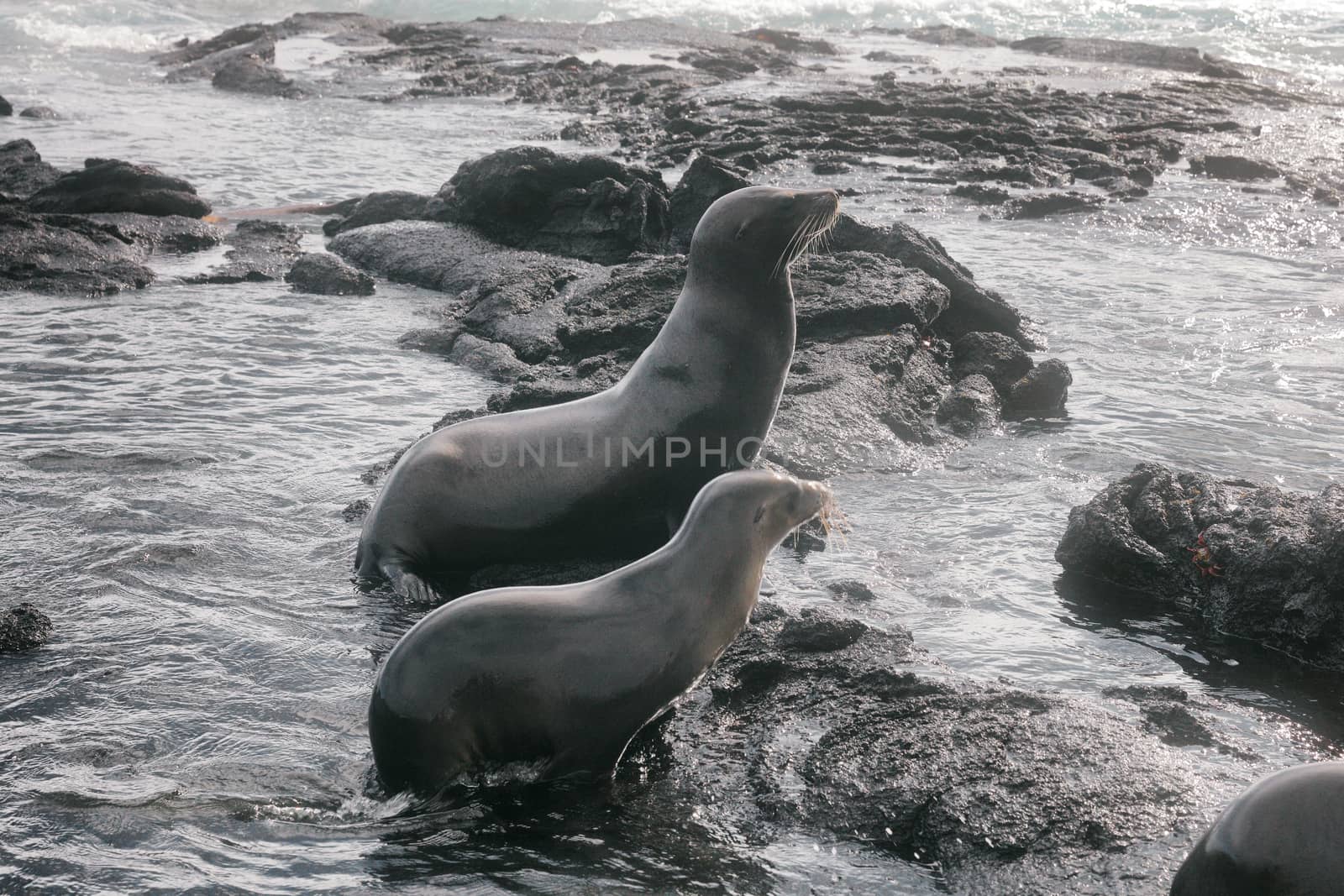 Galapagos Sea Lions playful playing in sand and waves lying on beach on Galapagos Islands. Animals and wildlife nature on Galapagos, Ecuador, South America. Cute animals.