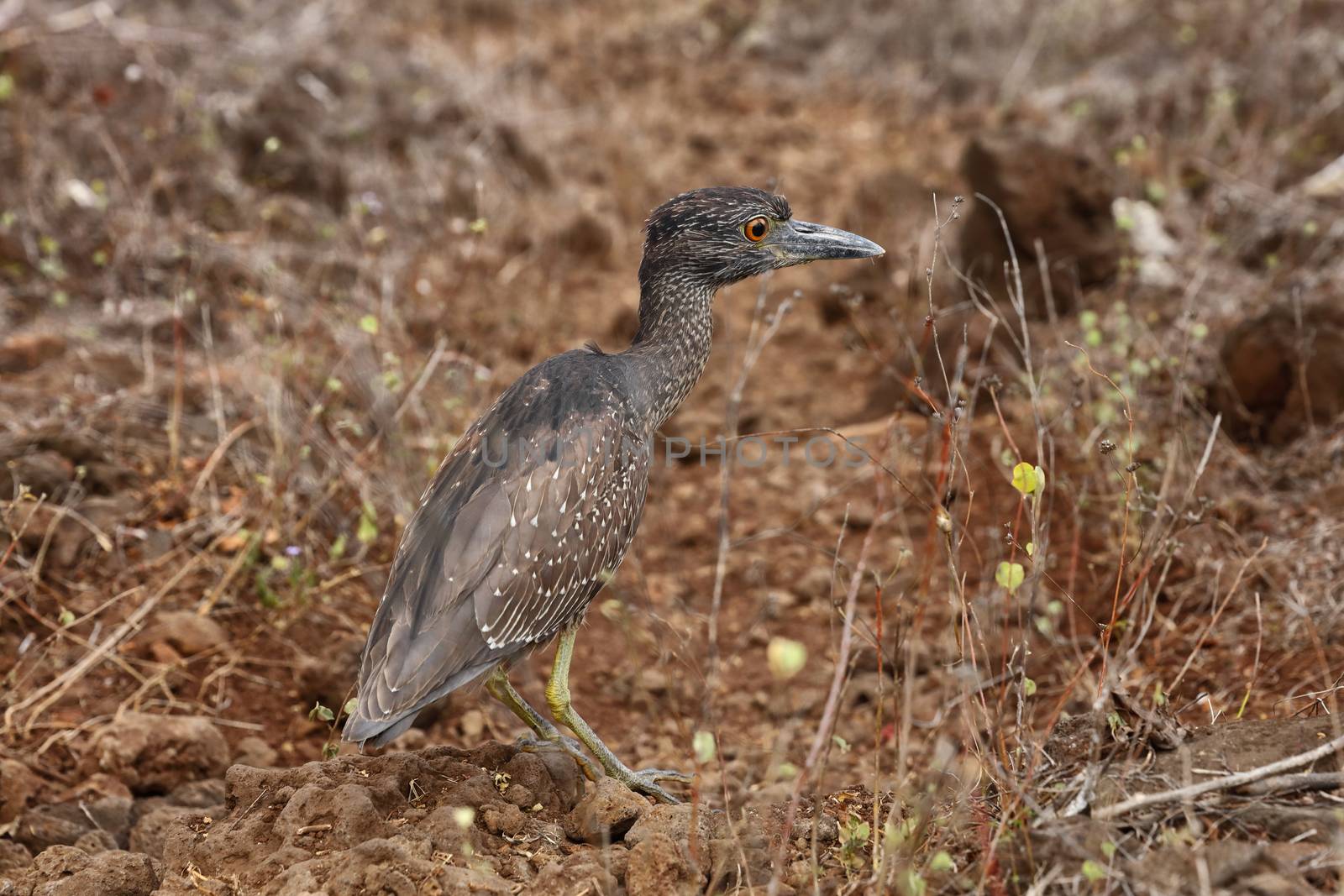 Galapagos Islands animals and bird wildlife. Yellow-crowned night heron by Maridav