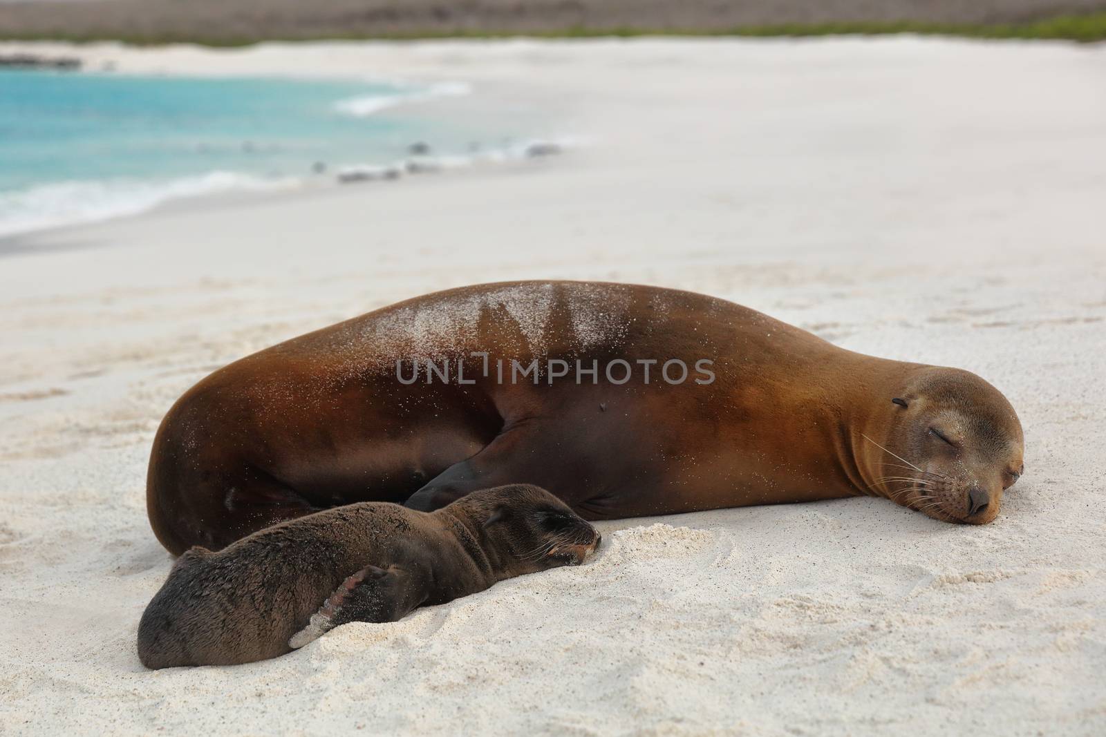 Galapagos islands animals. Newborn baby sea lion pup immediately after birth next to mother sea lion. Galapagos island cruise ship Gardner Bay Beach, Espanola Island, Galapagos Islands, Ecuador.