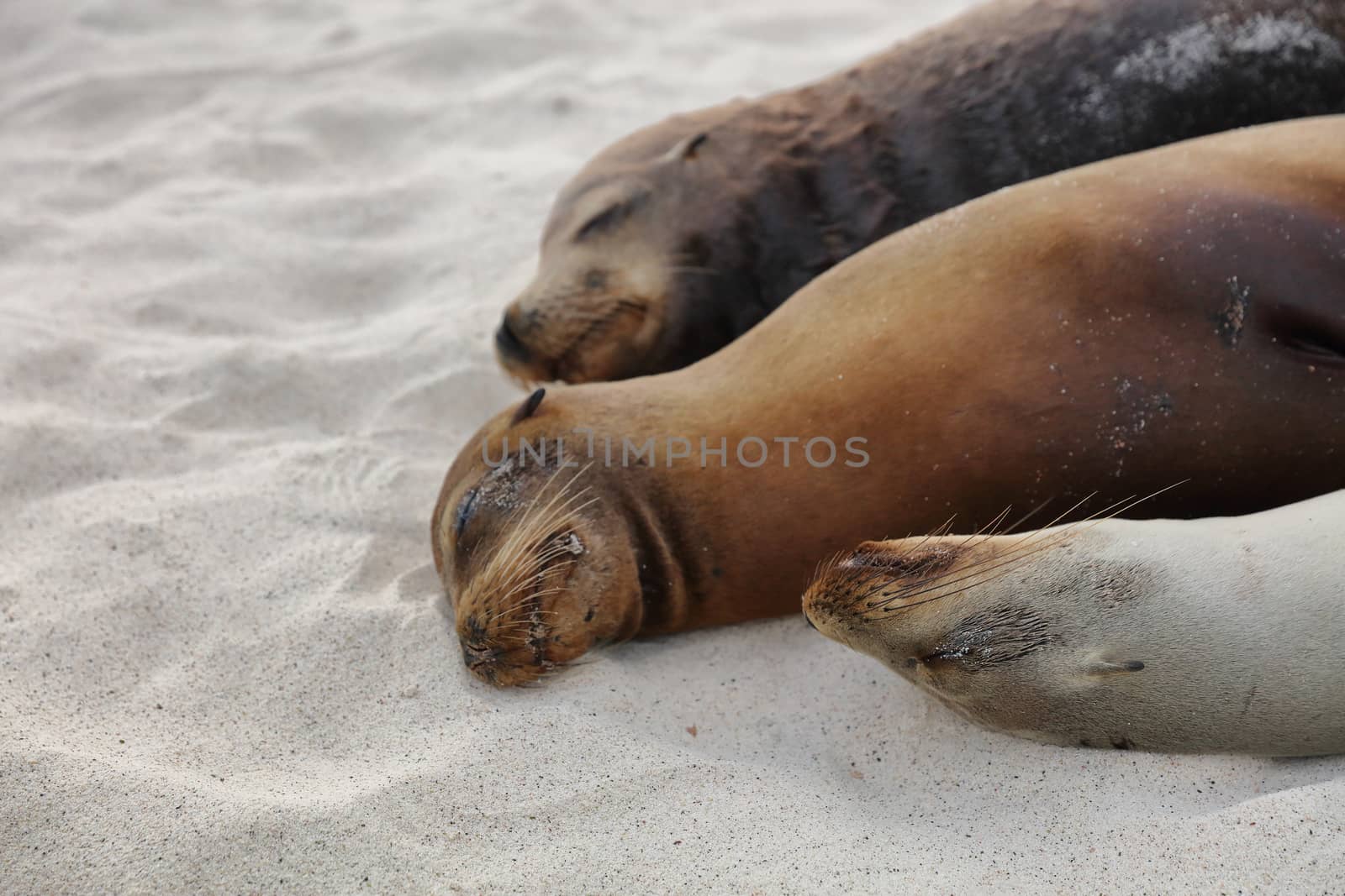 Sea Lions in sand lying on beach Galapagos Islands - Cute adorable Animals by Maridav