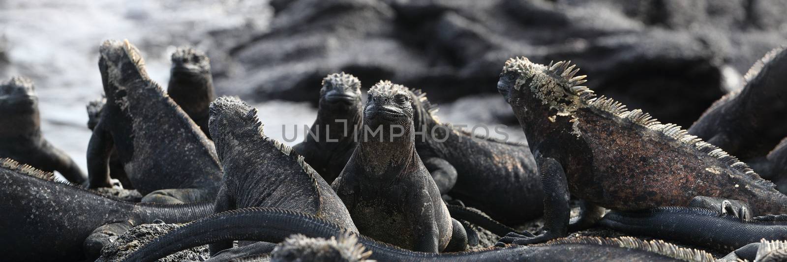 Animals. Galapagos Marine Iguana - Iguanas warming in the sun on volcanic rocks on Fernandina Island, Espinoza Point. Amazing wildlife animals on Galapagos Islands, Ecuador.