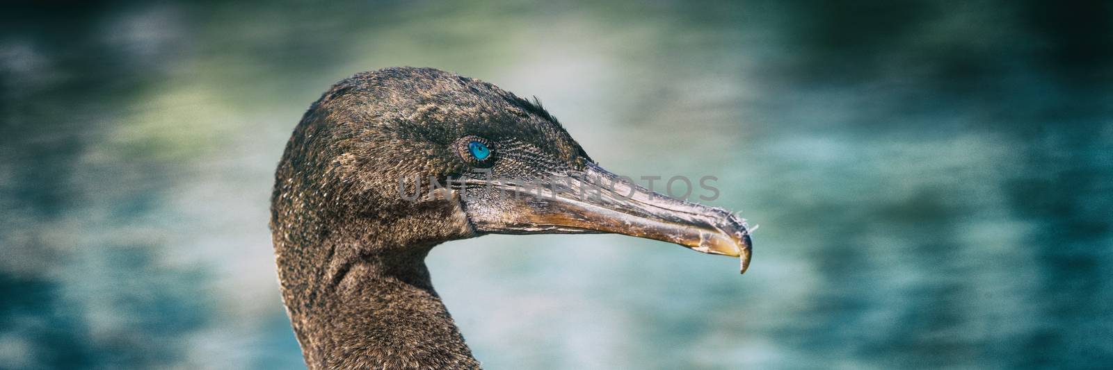 Galapagos animals wildlife - bird flightless cormorant aka galapagos cormorants by sea on Fernandina island, Espinoza Point, Ecuador, South America travel. Close up of characteristic blue eyes.