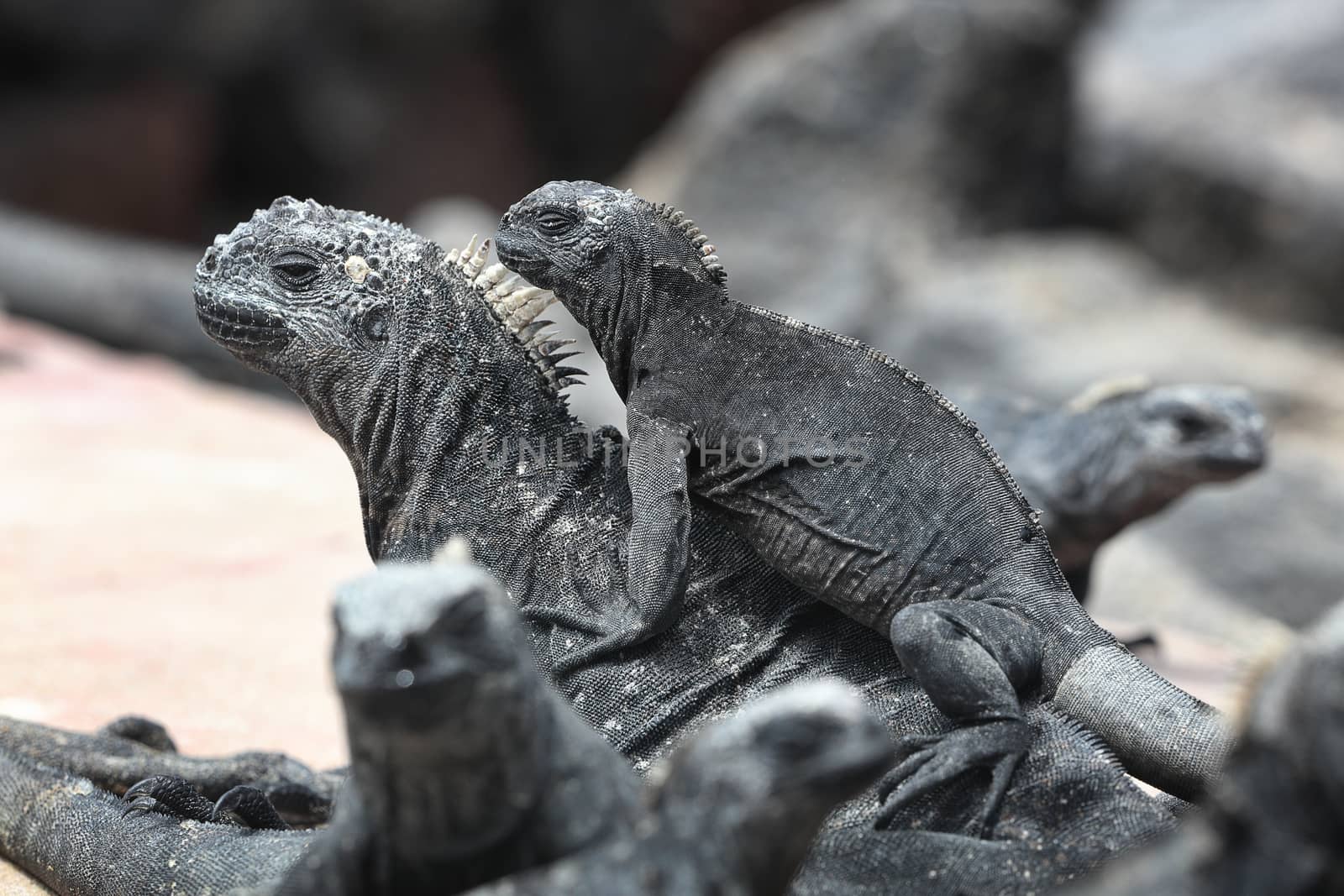 Galapagos Marine Iguana - Iguanas warming in the sun on Fernadina Island by Maridav