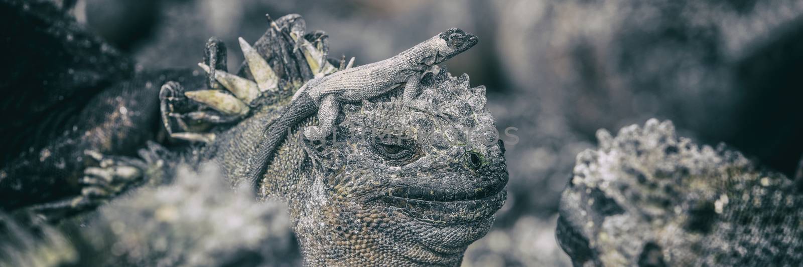 Galapagos funny animals - Marine Iguana with smaller marine iguana on its head by Maridav