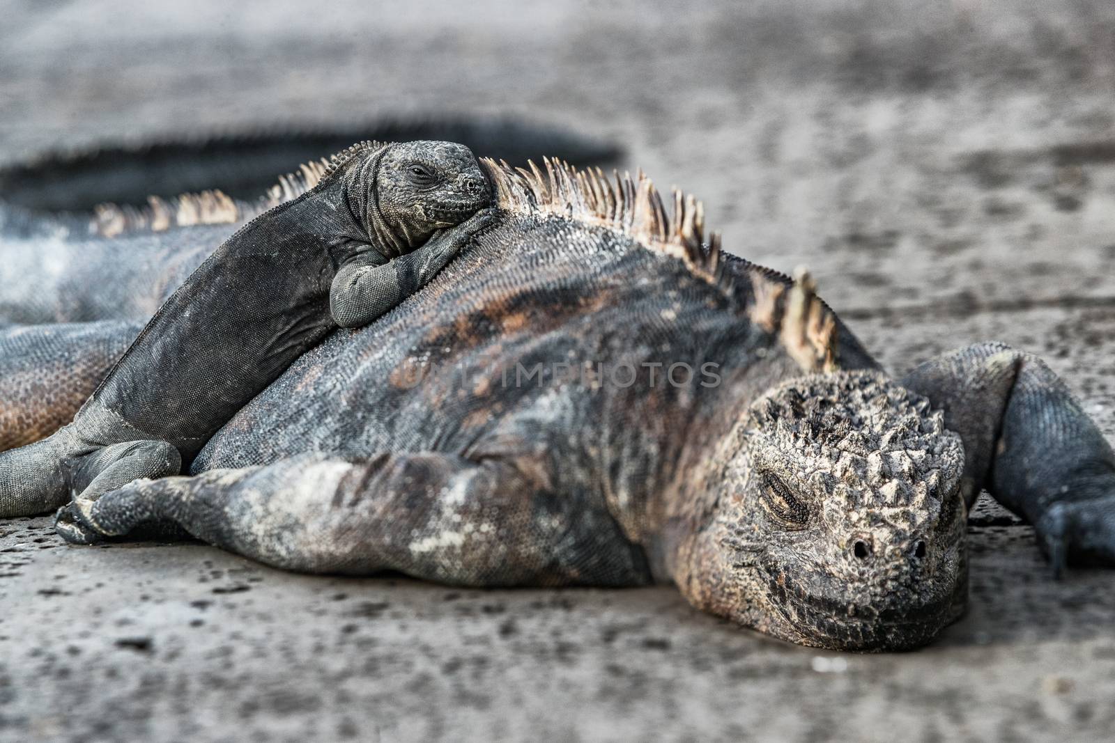 Galapagos Islands Marine Iguana - animals and wildlife of Galapagos by Maridav