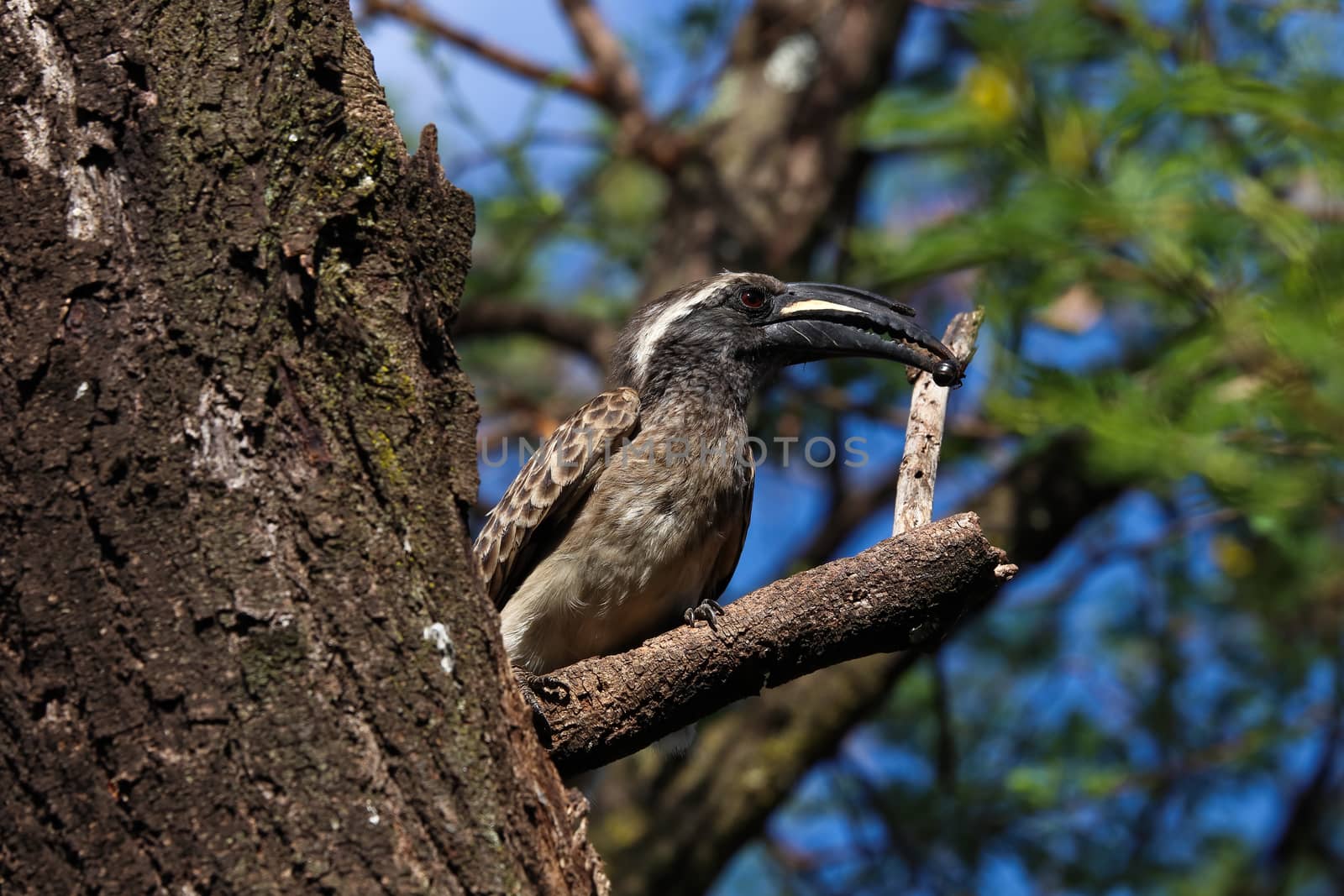 African Grey Hornbill Male With Caught Insect (Lophoceros nasutus) by jjvanginkel
