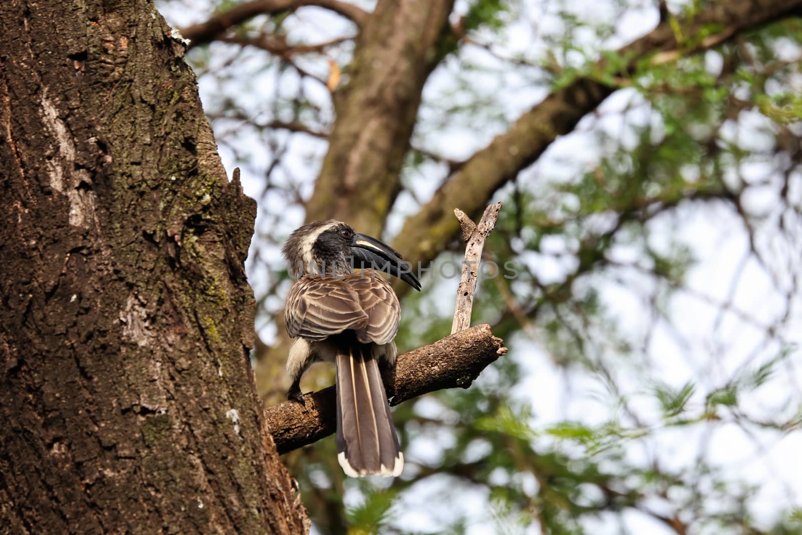 A male African grey hornbill bird (Lophoceros nasutus) perching on thorn tree branch near a hidden tree trunk nest, Pretoria, South Africa