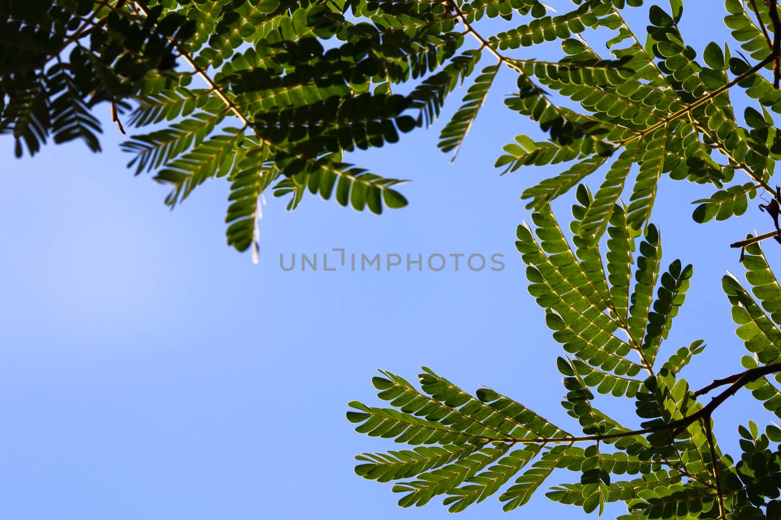 Natural African Flat-Crown Leaves And Blue Sky (Albizia adianthifolia) by jjvanginkel