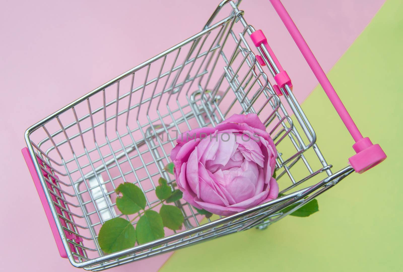One beautiful pink rose on a shopping cart.