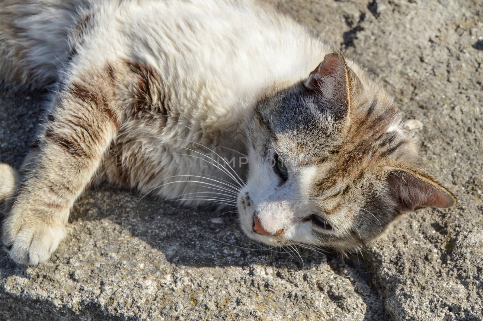 In summer, the cat is very hot. A house cat lies in the sun and warms up, squinting in the sun. The life of mammals. Pets in the house by claire_lucia