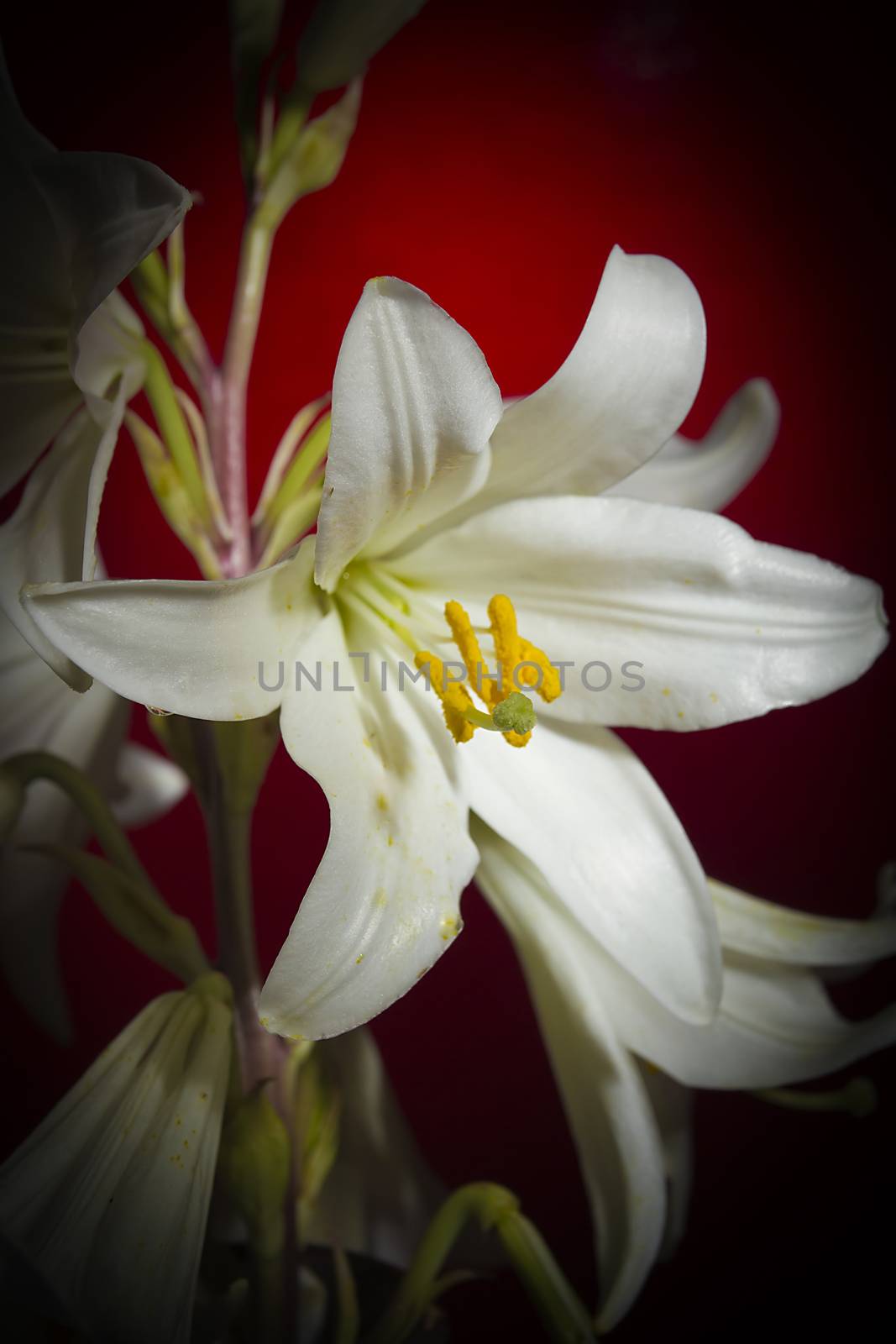 White lily flower on a red background