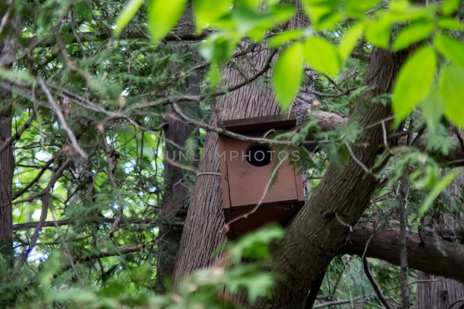 A wooden birdhouse is placed on the branch of a tree in the forest.
