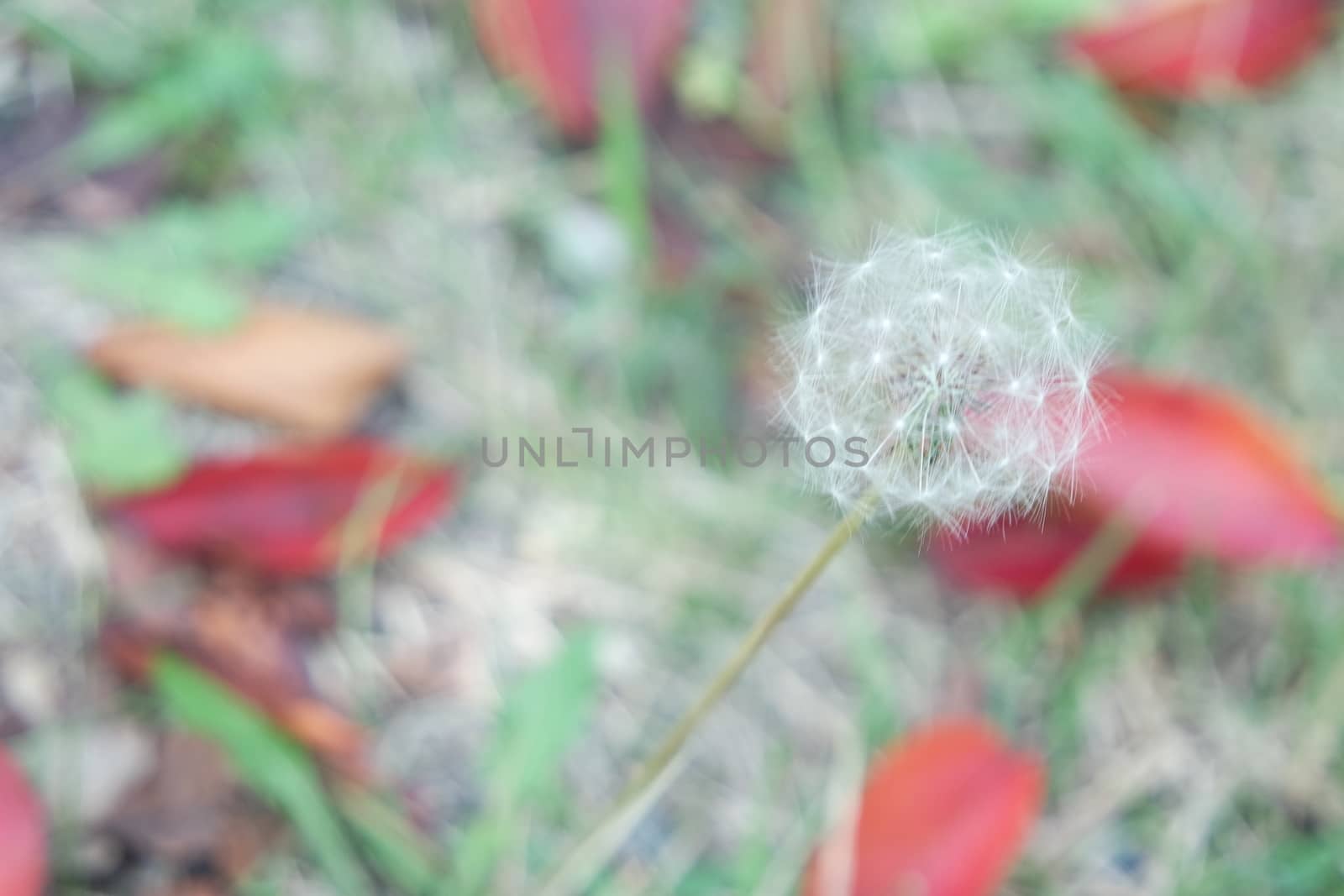 Fluffy flower dandelion selectively focused on a blurred green background by Photochowk