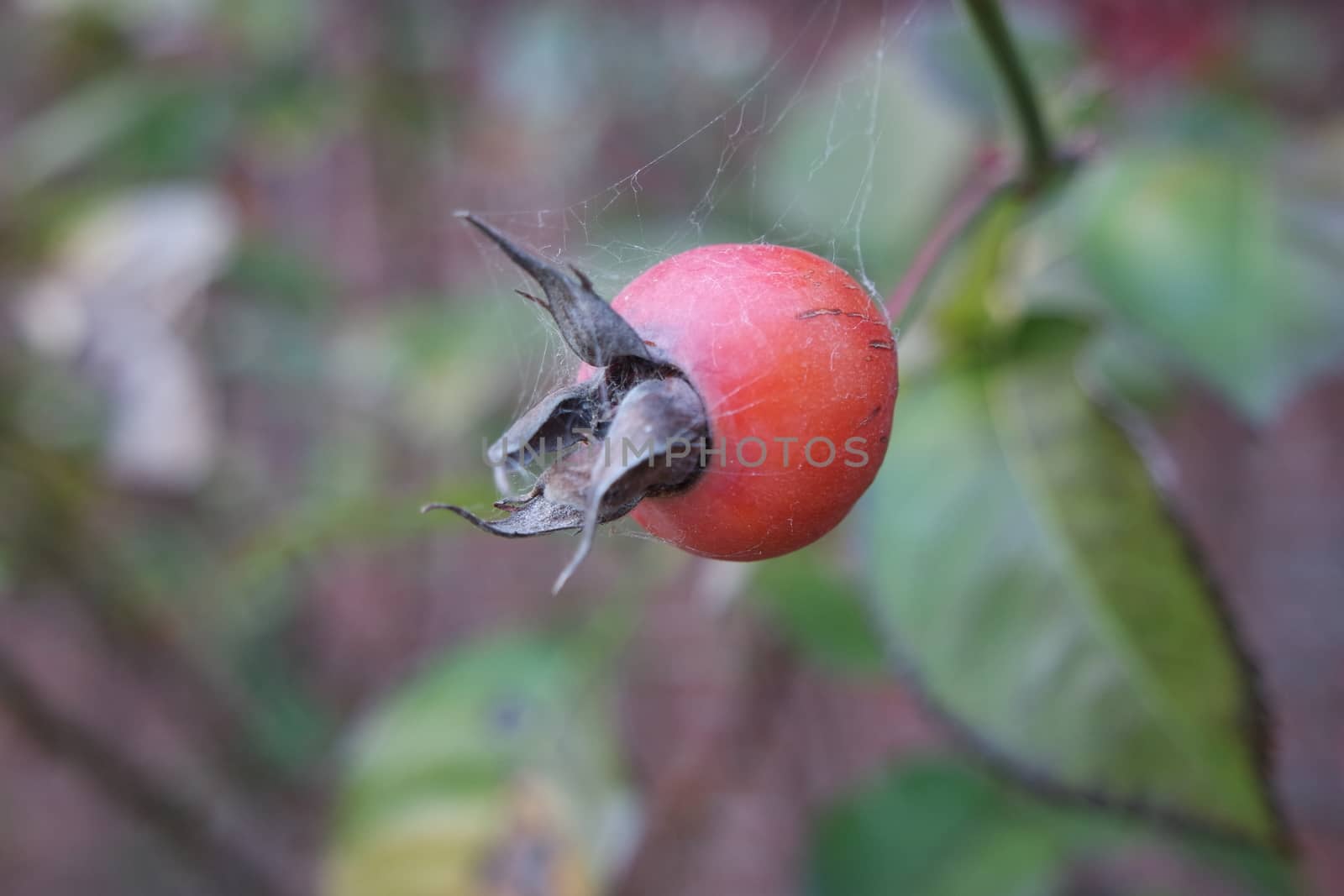 Close up of ripe red berries on branches of rose hips tree with golden leaves by Photochowk