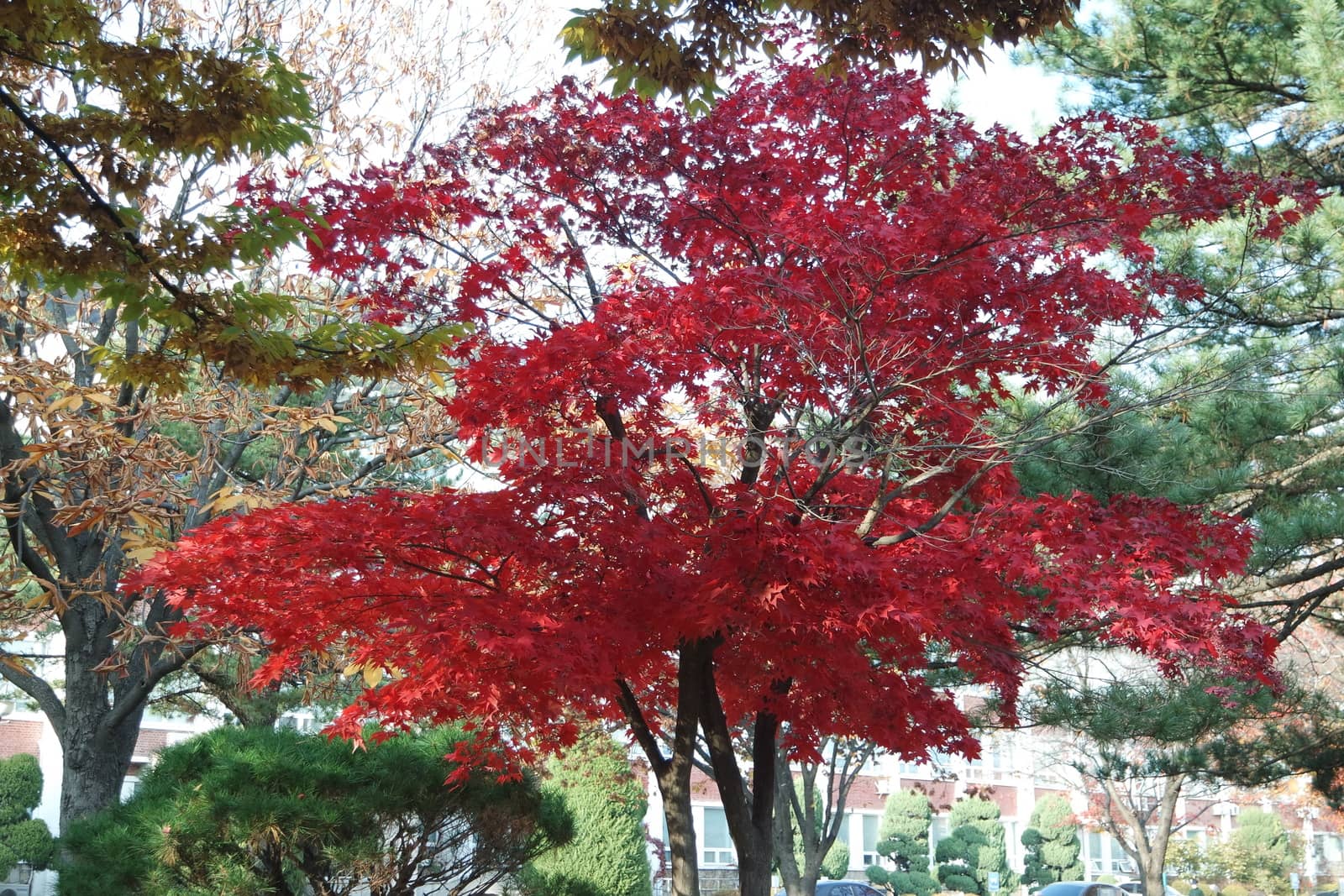 Colorful leaves on trees in park. Red, yellow, orange and green leaves on trees