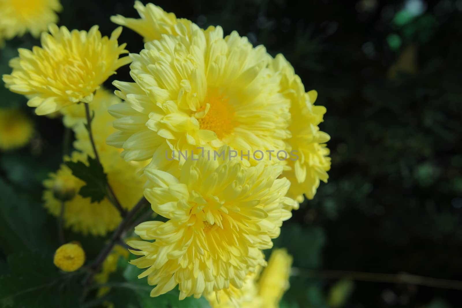 Closeup view of lovely yellow flower against a green leaves background by Photochowk