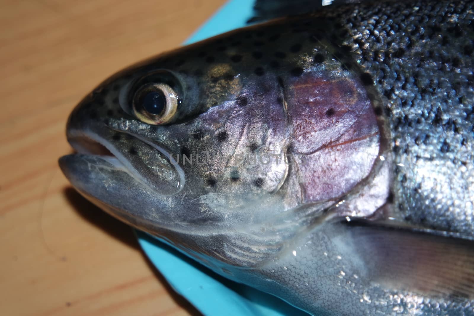 Fish closeup with a gray or grey and silver shiny skin scales isolated on a blue background. Fish skin texture pattern background.