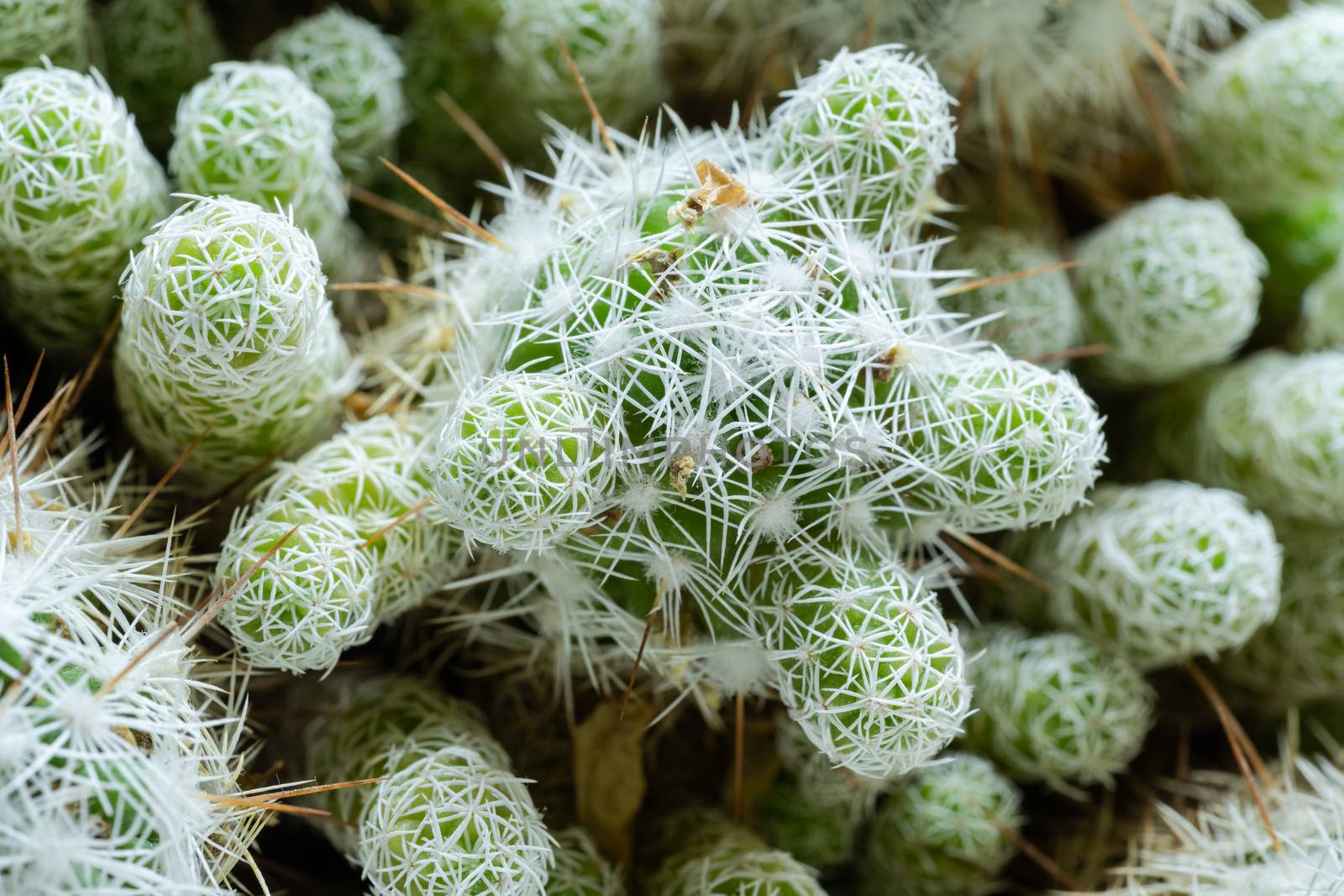 Top view close-up beautiful green cactus with white needles. Green nature desert exotic flora stilllife concept.