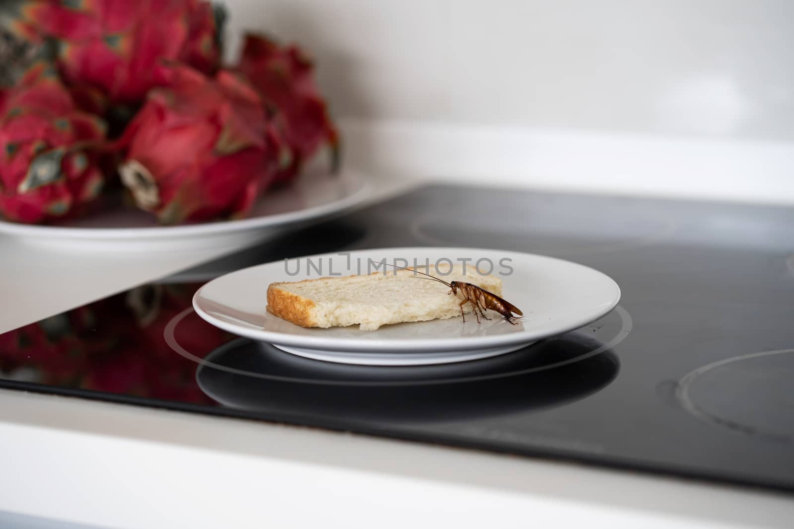 A cockroach is sitting on a piece of bread in a plate in the kitchen. Cockroaches eat my food supplies by Try_my_best
