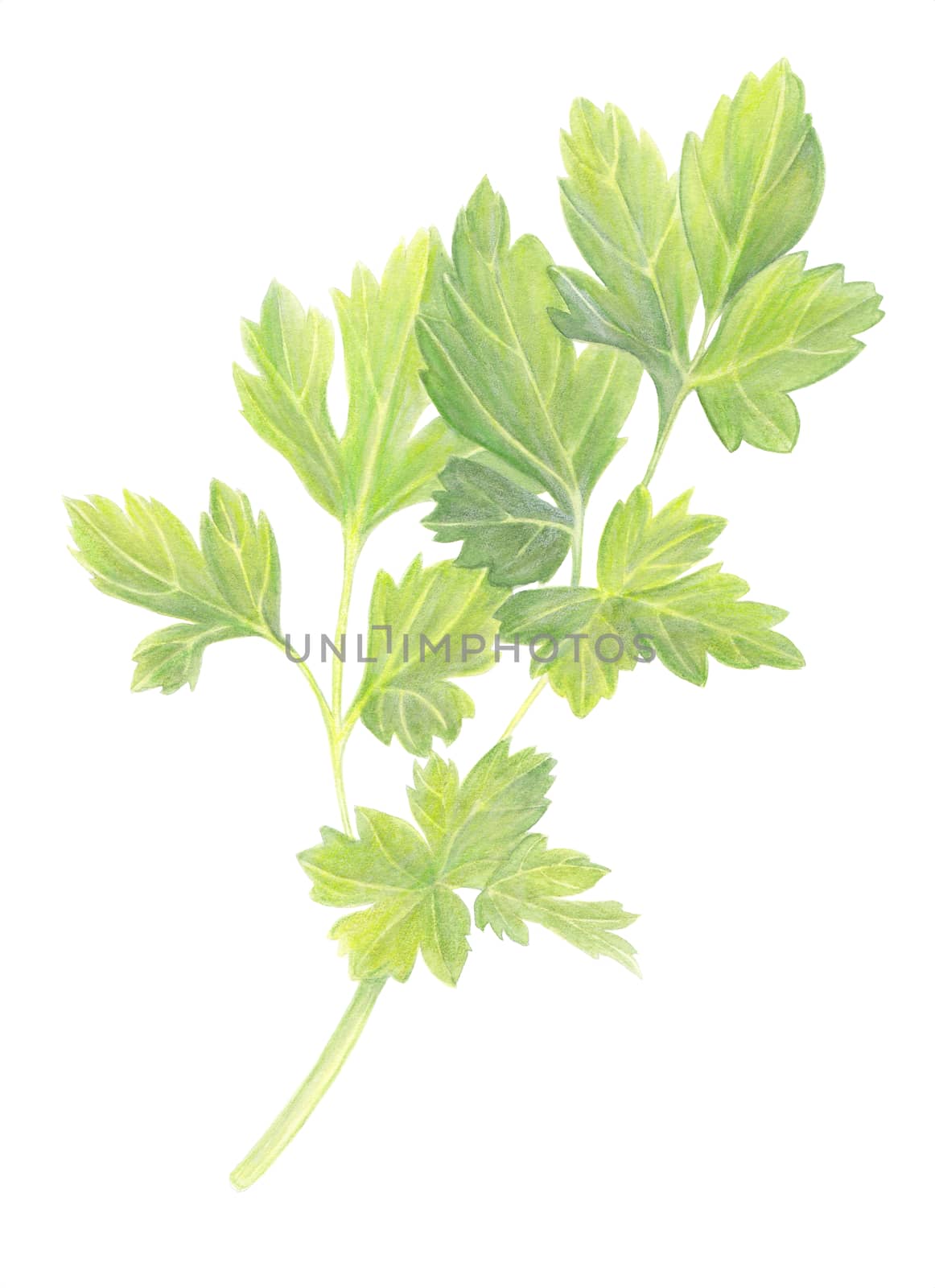 Green Parsley leaves isolated on white background. Fresh Organic food ingredient. Hand drawn watercolor illustration. Realistic botanical art. For logo, packaging, print, organic food, market store by sshisshka