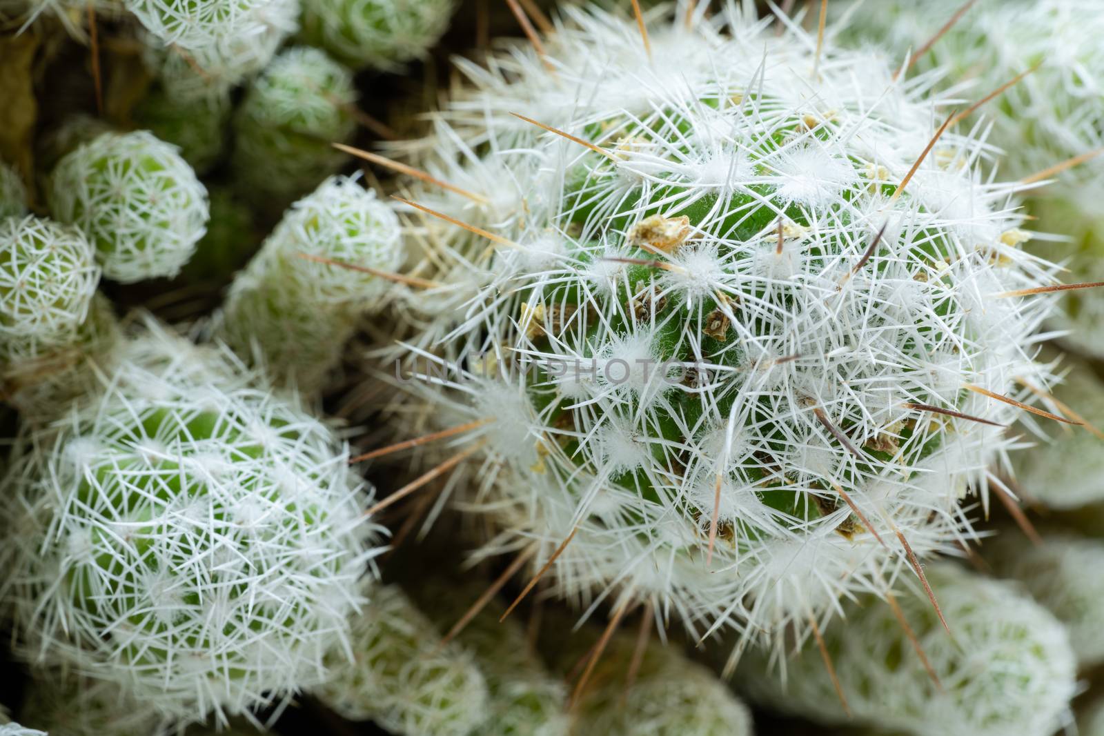 Top view close-up round beautiful green cactus with white needles by Alexander-Piragis