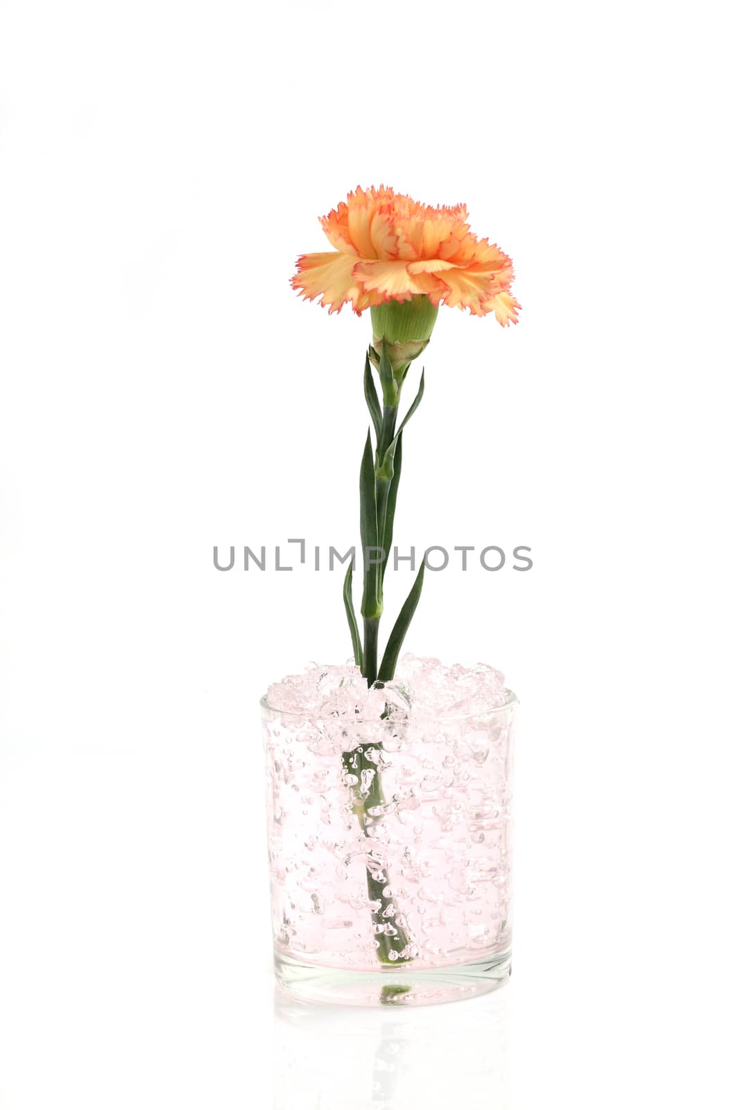 orange flower isolated in white background by piyato