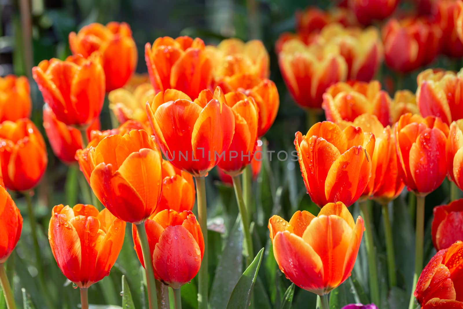 Tulip flower with green leaf background in tulip field at winter or spring day. by phanthit
