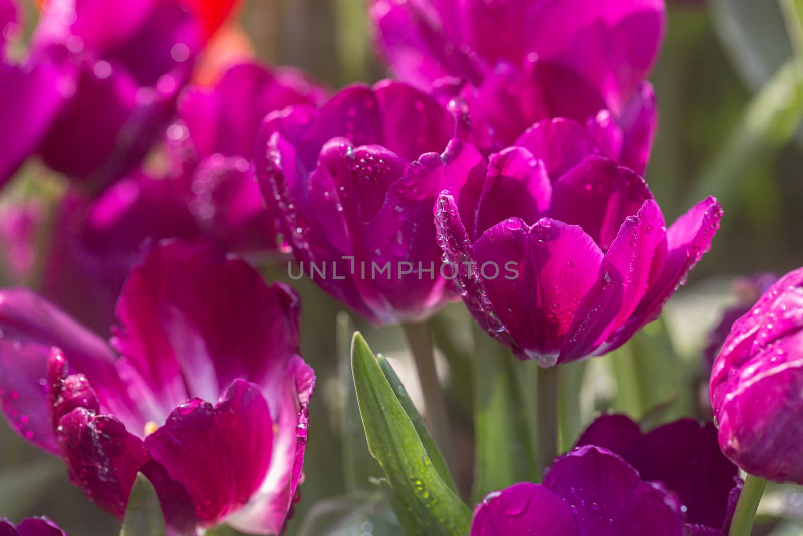 Tulip flower with green leaf background in tulip field at winter or spring day. by phanthit
