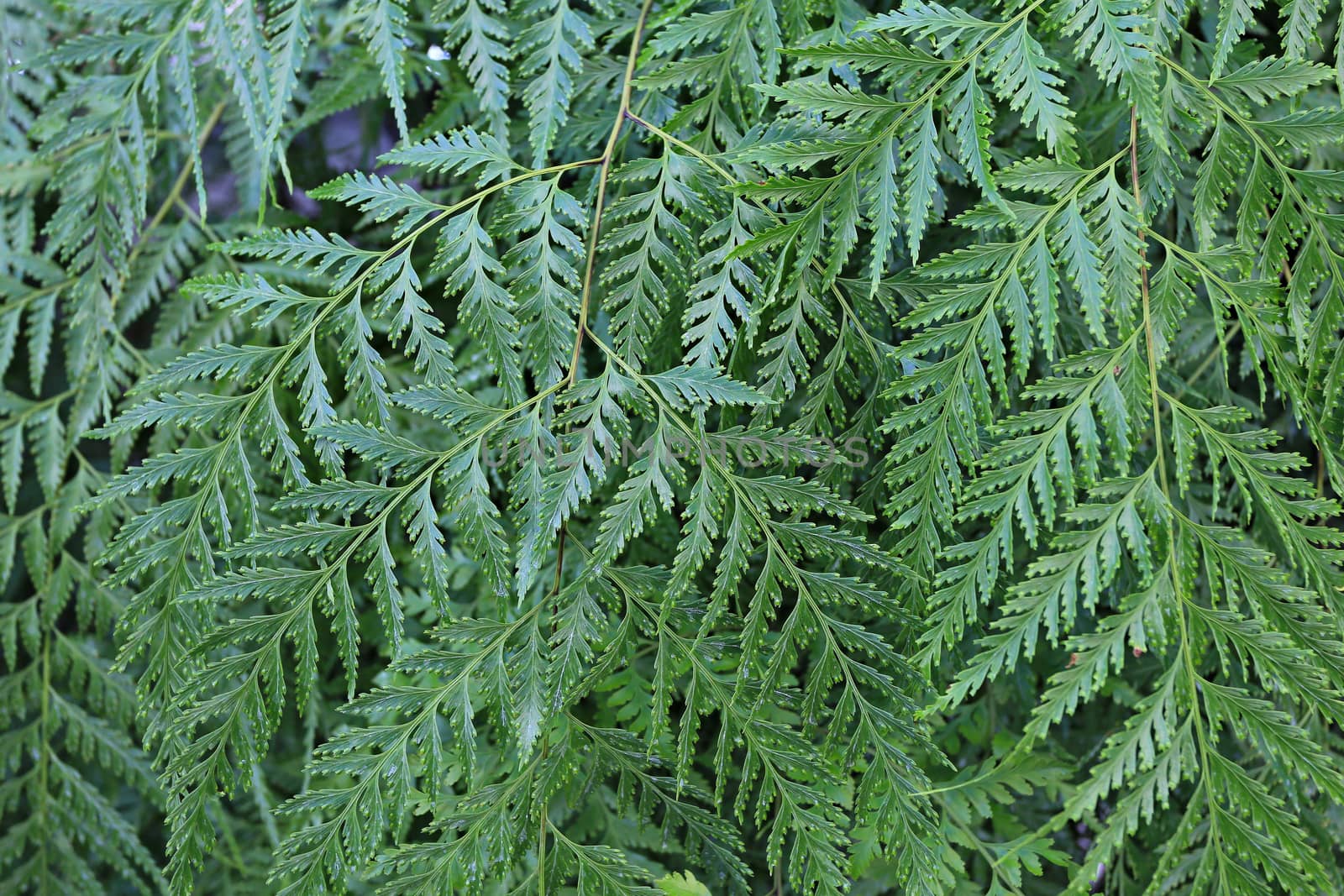 Variety of tropical green ferns background by Mercedess