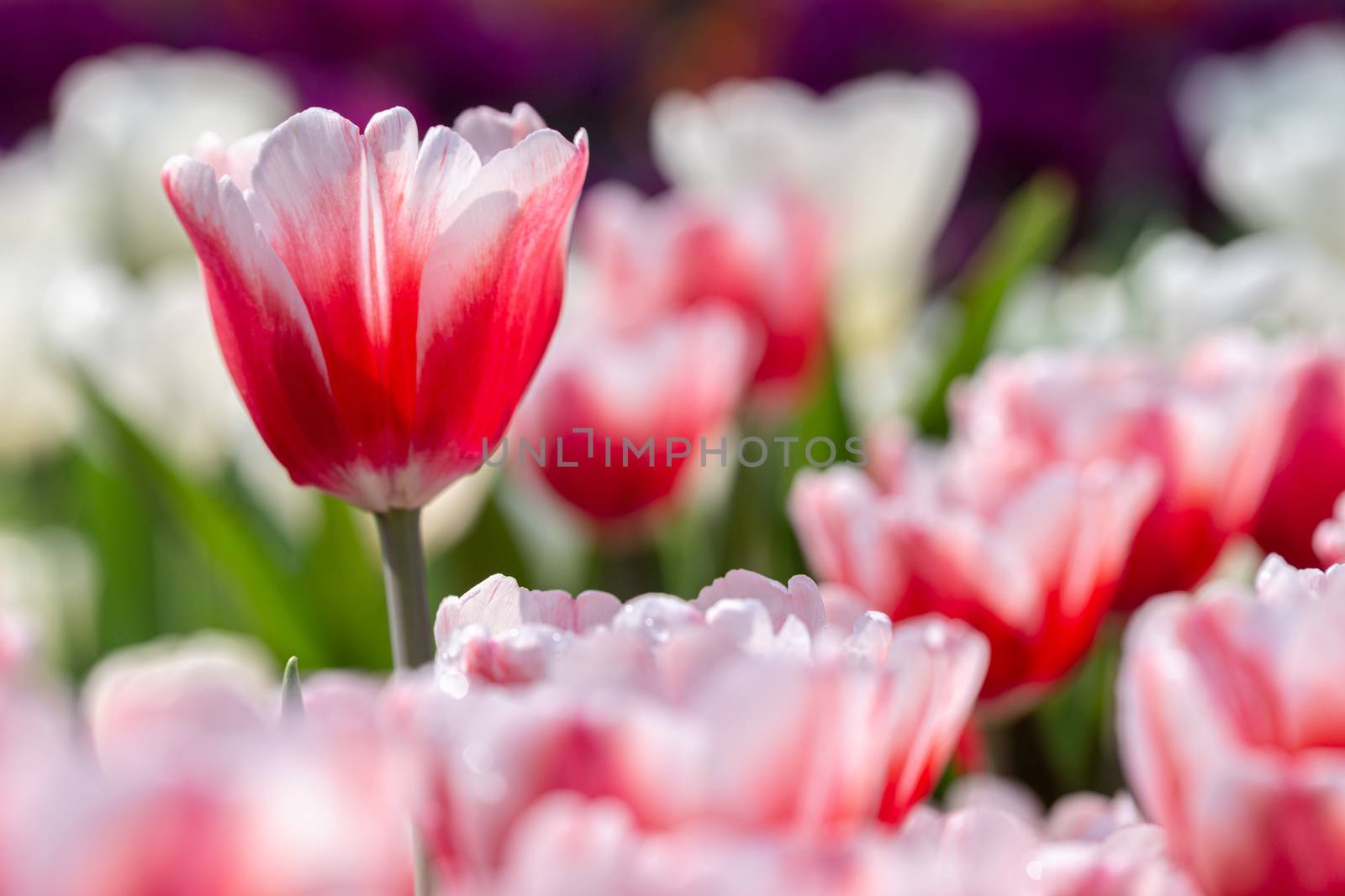 Tulip flower with green leaf background in tulip field at winter or spring day for postcard beauty decoration and agriculture concept design.