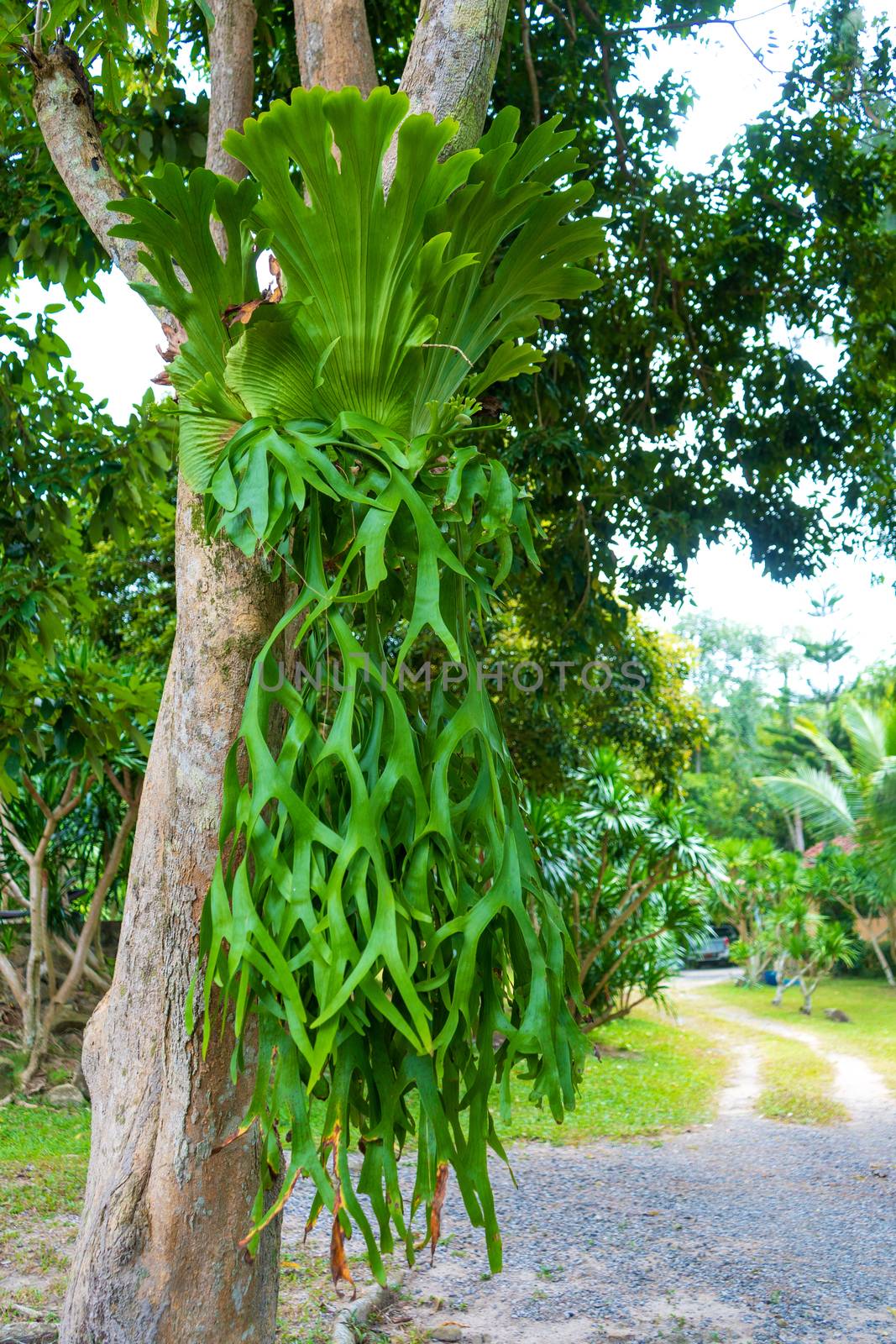 Unusual fern tree. Strange plants close up by Try_my_best