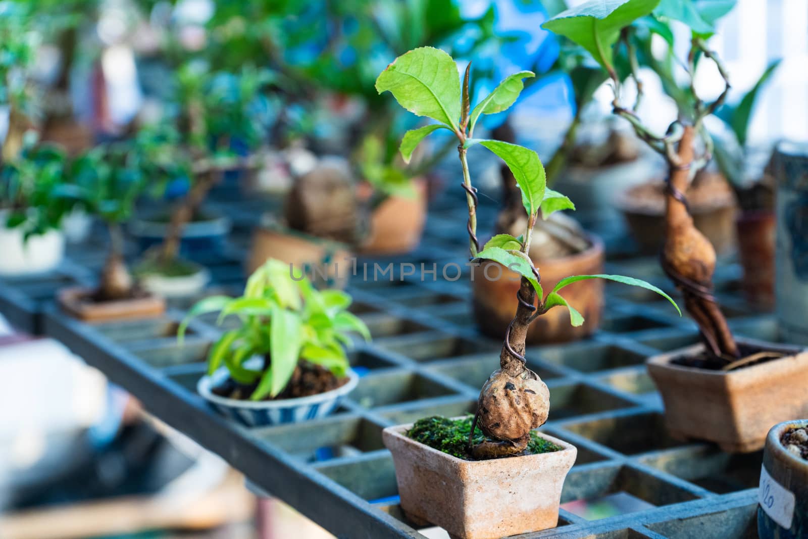 Decorative plants for decorating a room in a street market in Asia.
