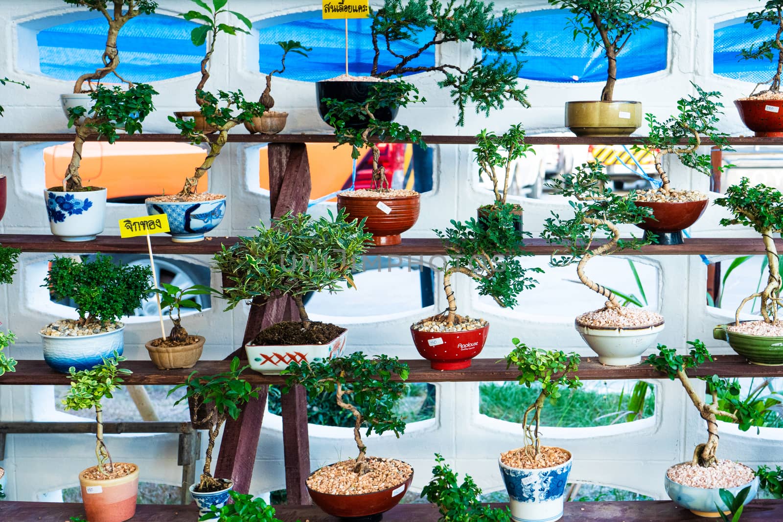 Decorative plants for decorating a room in a street market in Asia.