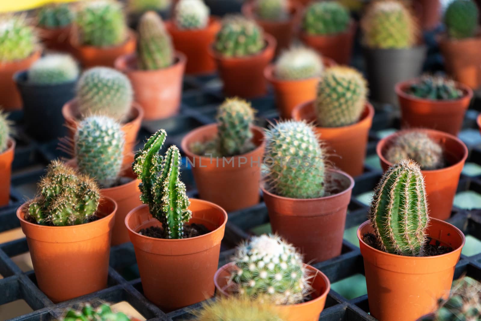 Small decorative pots with flowers cacti. View from above. Decor with fresh flowers. Home Flowers.